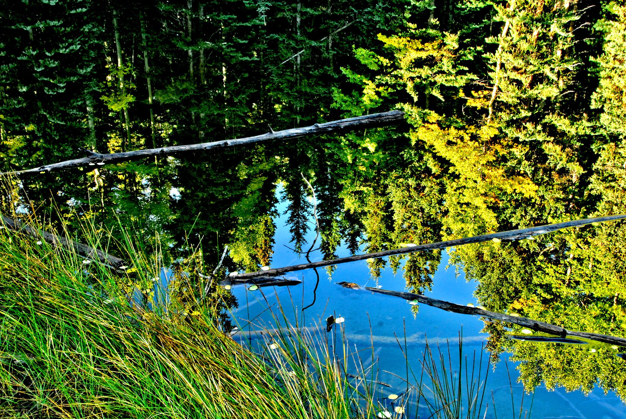 Vibrant green trees reflect in still blue water with fallen logs and grass. - Elk Meadow and Peak View Pond Loop