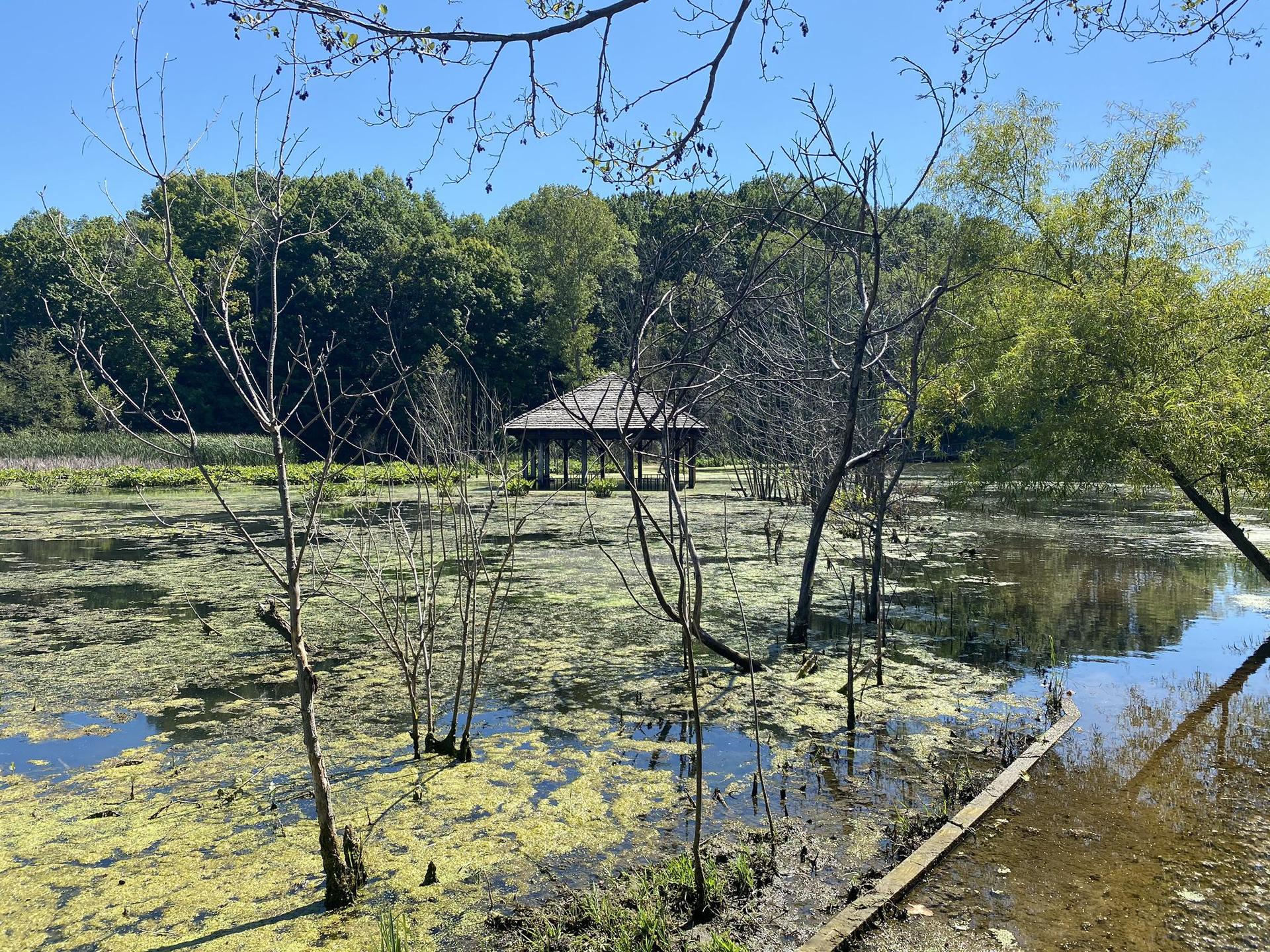 Sunny marshy pond with bare trees and a distant gazebo under blue sky.
