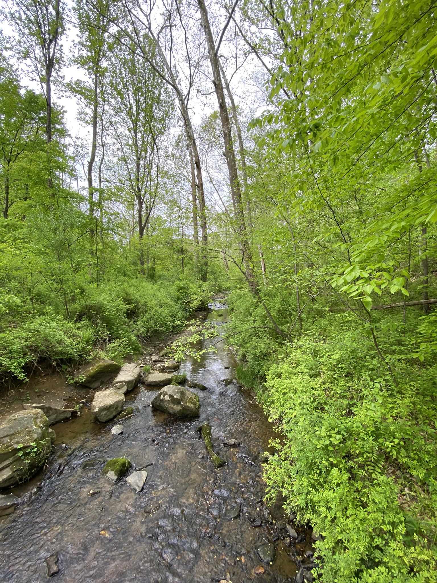 A rocky stream flows through a lush green forest on an overcast day.