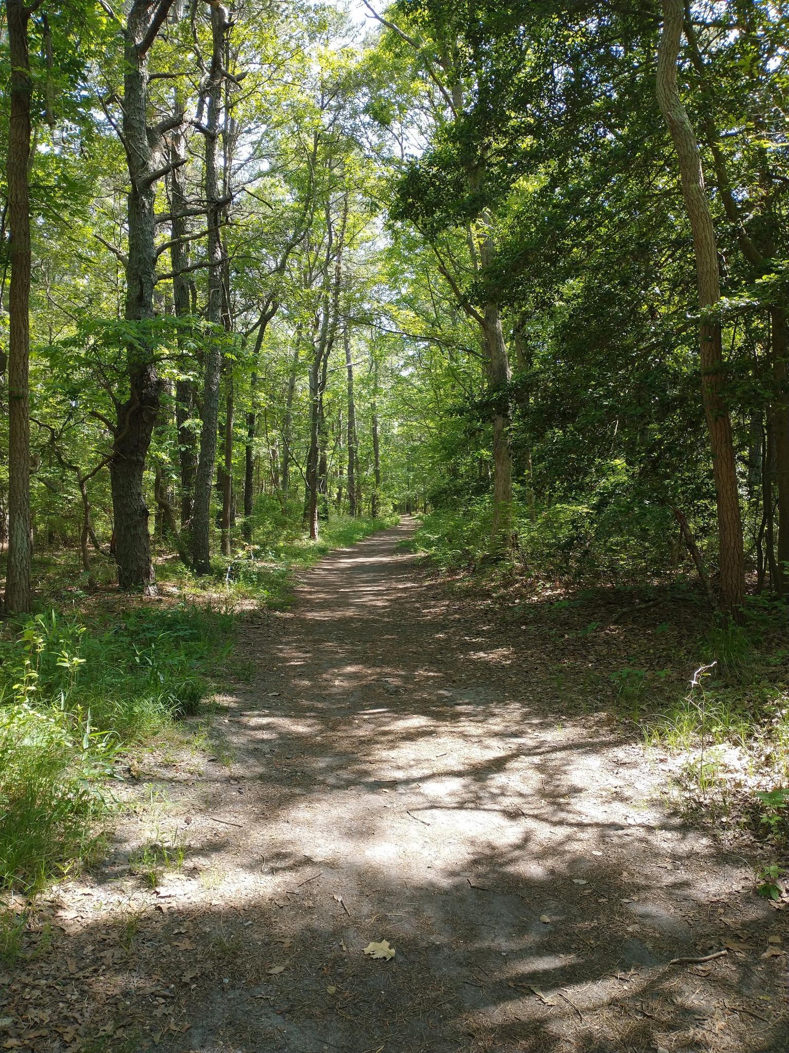 A sun-dappled dirt path winds through a lush green forest.