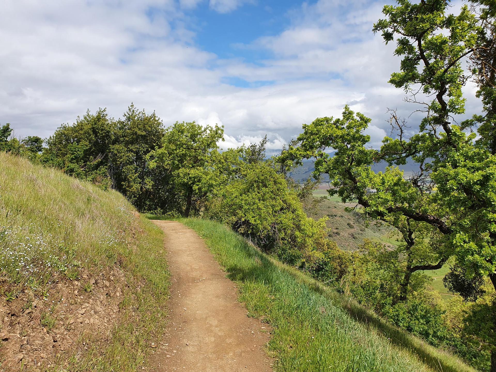 A dirt path winds through green trees and grass on a sunny hillside.
