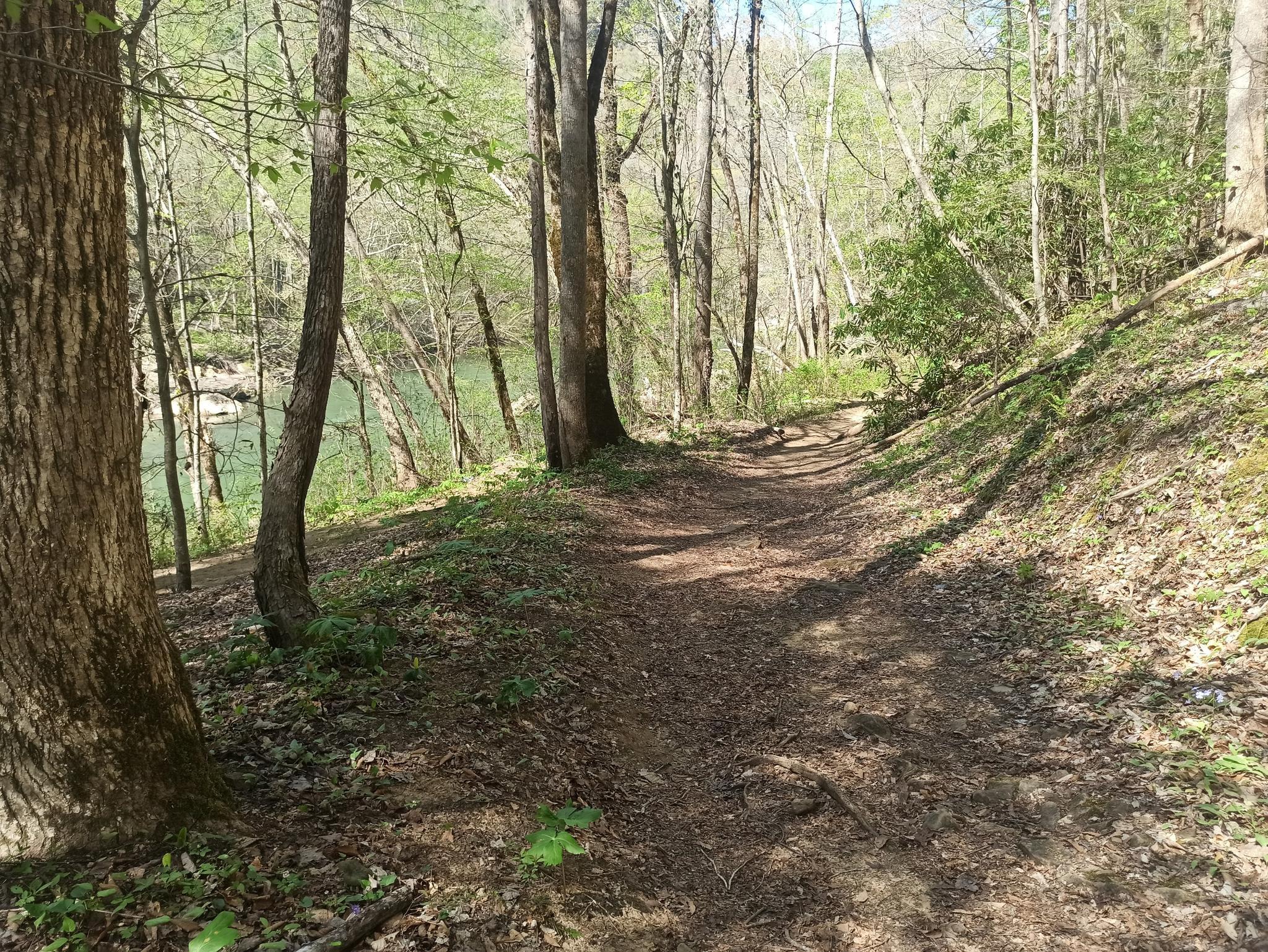 Sunny dirt path through a green forest next to a river.