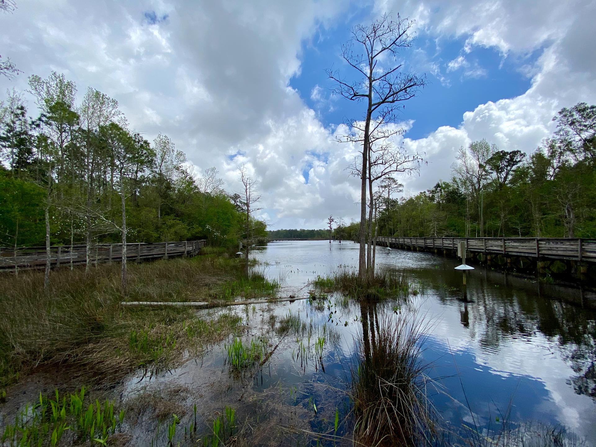 Expansive swampy lake with boardwalks on both sides under a bright, cloudy sky.