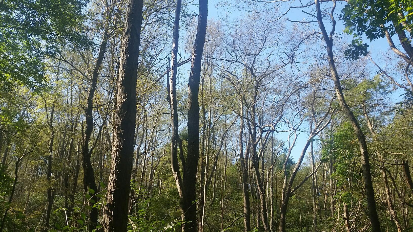 Tall forest trees with bare branches and green leaves under a bright sky.