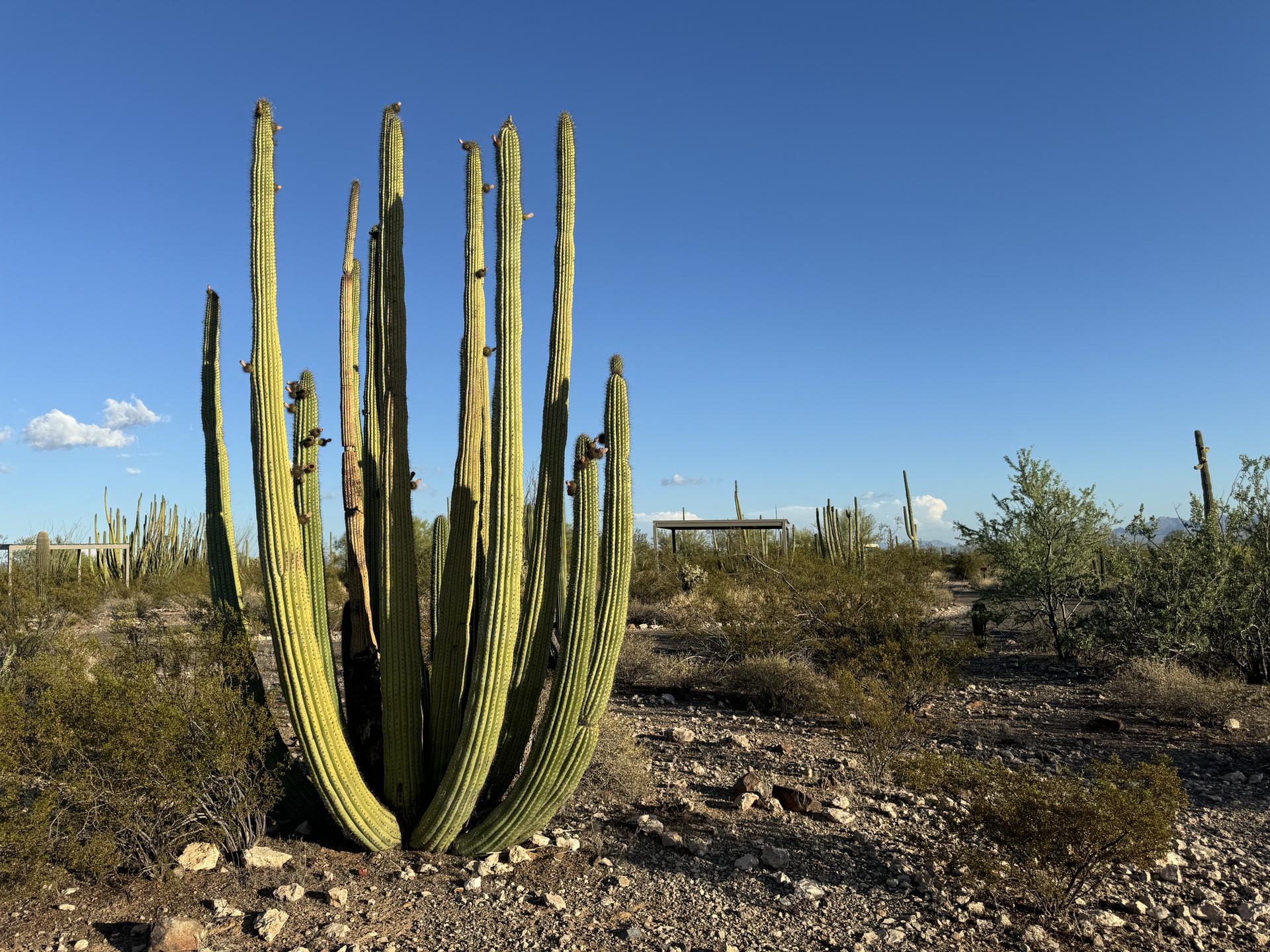 Tall, multi-stemmed cactus in a desert landscape under a clear blue sky.