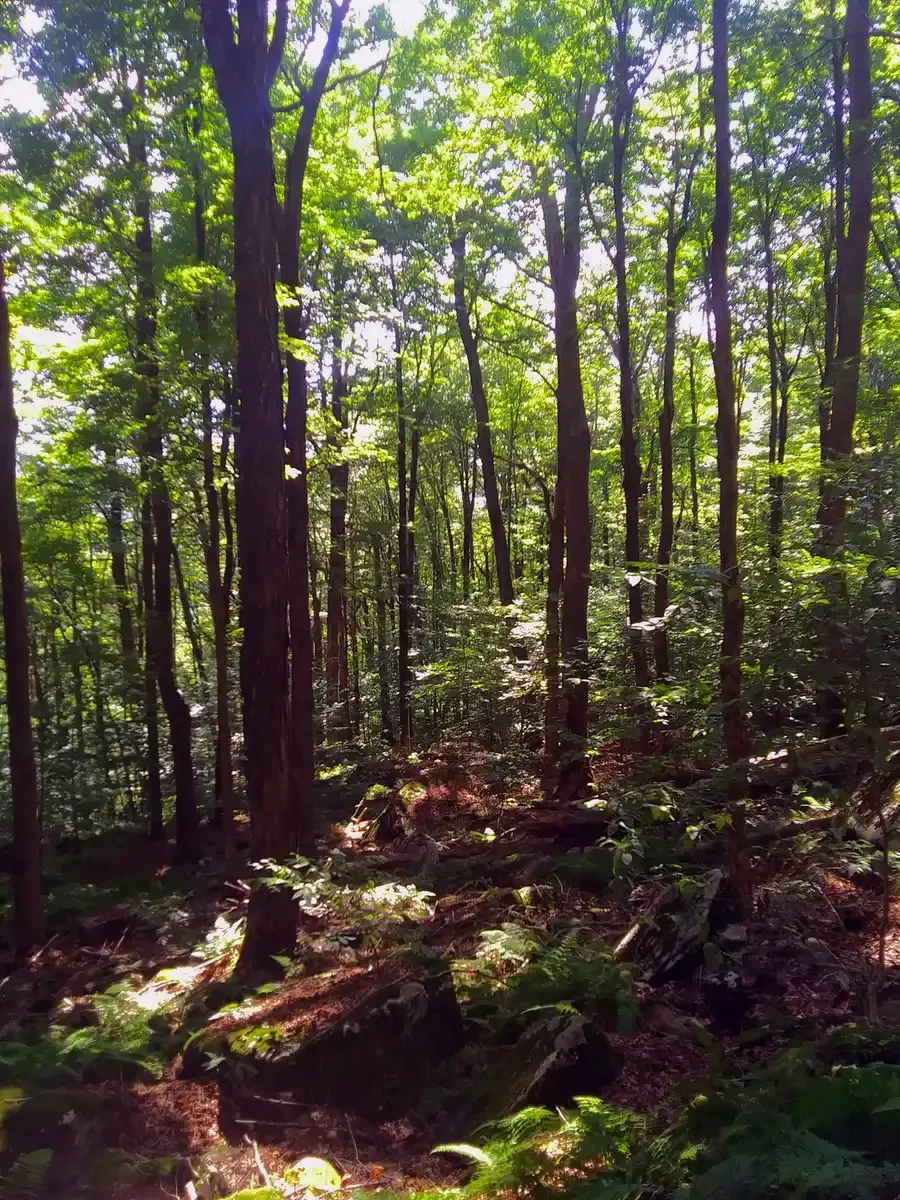 Dense forest with tall trees and dappled sunlight on the mossy ground.