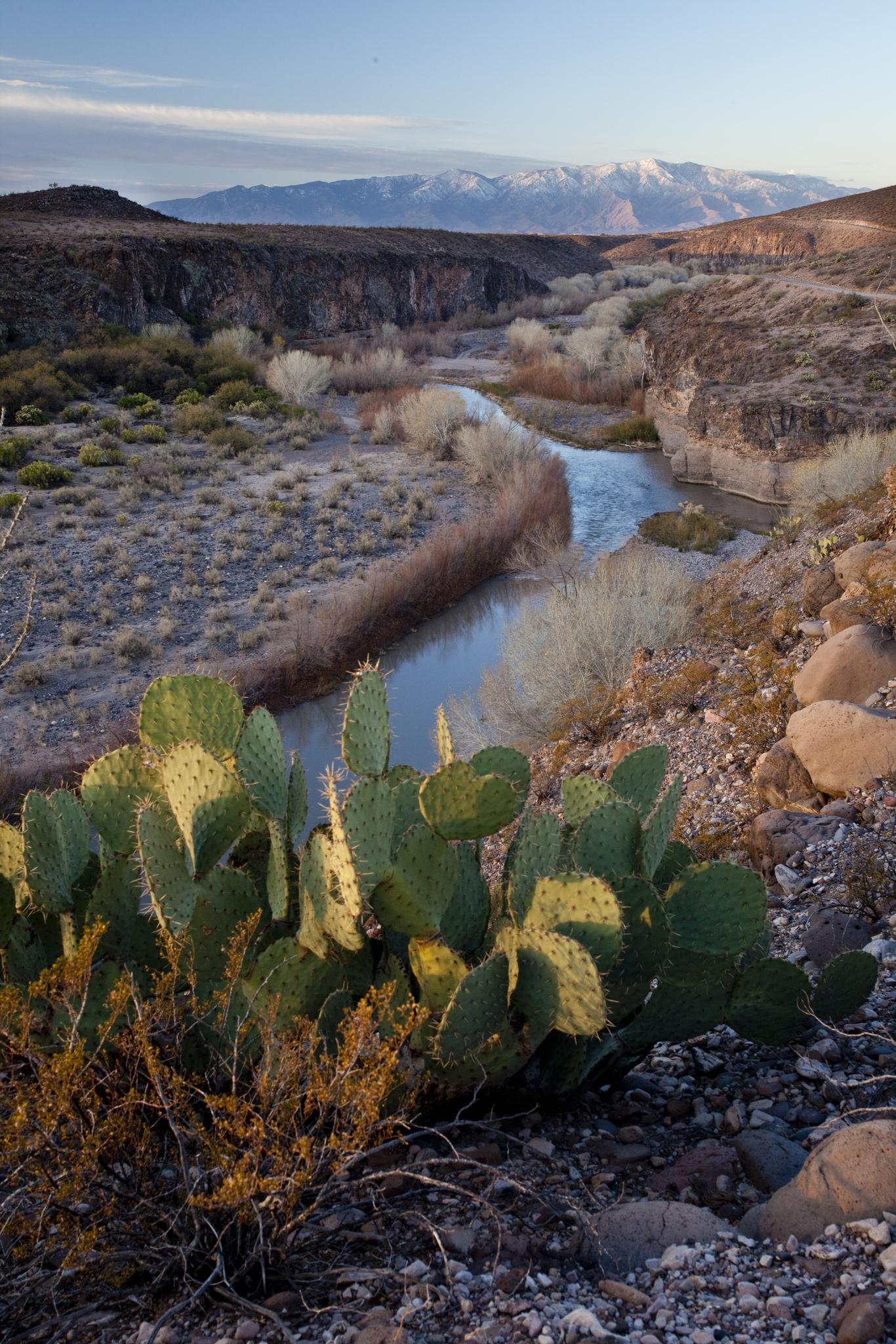 Prickly pear cactus in foreground, river winding through a desert canyon with mountains.