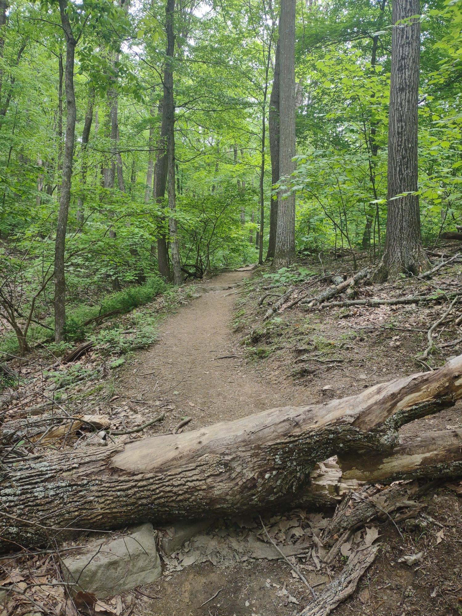A dirt path through a green forest, with a large fallen log across it.