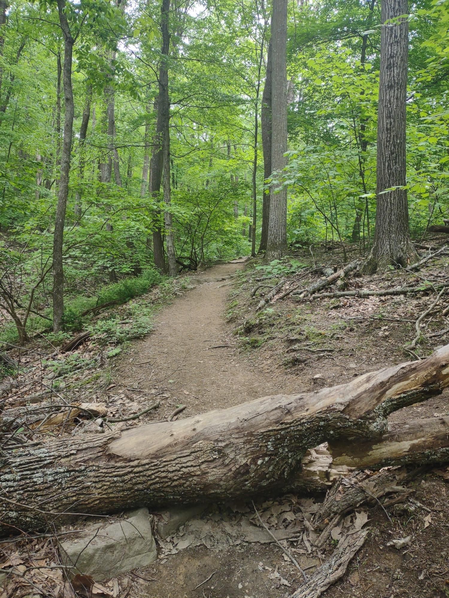 A dirt path through a green forest, with a large fallen log across it. - Flat Rock Loop Trail