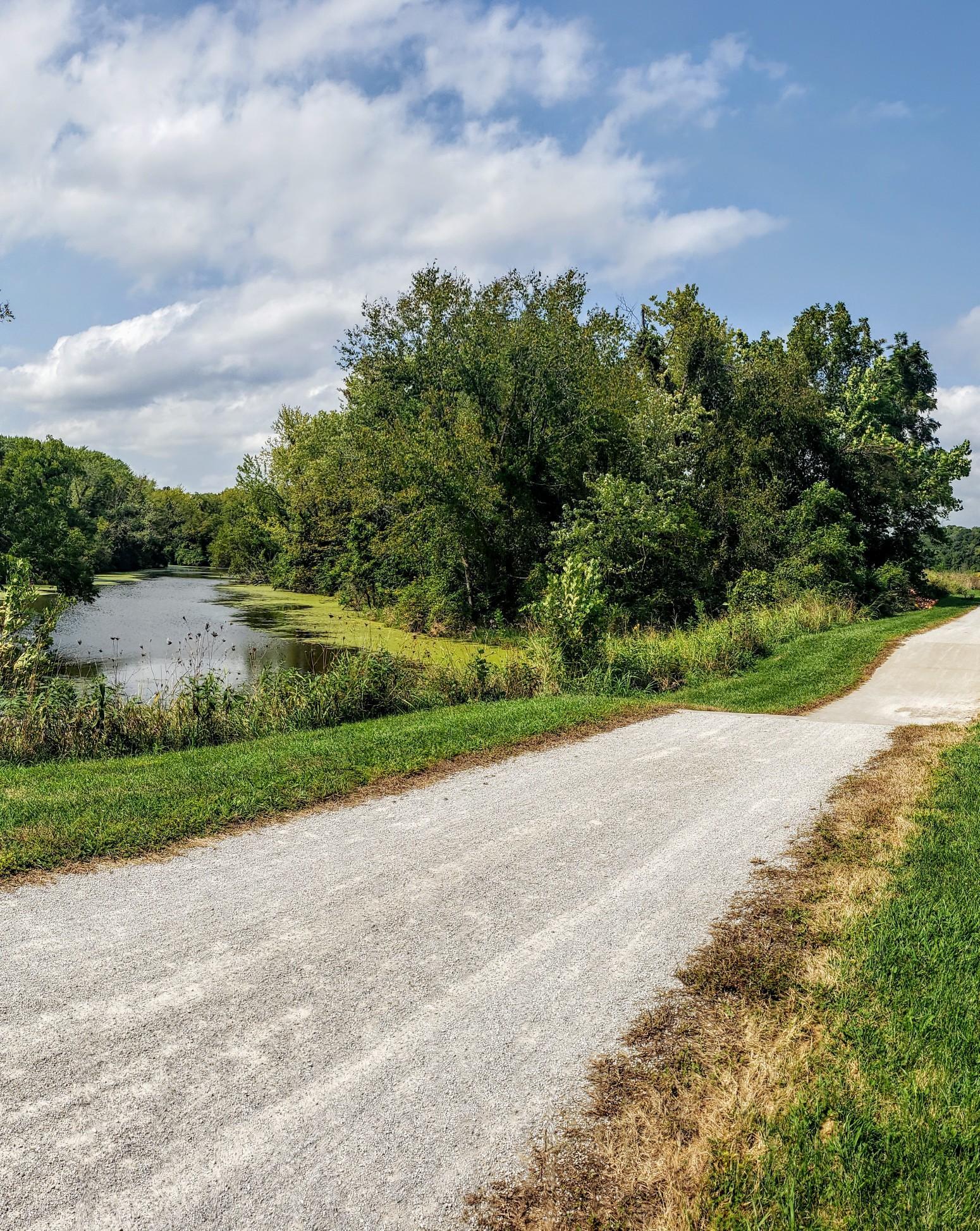 A gravel path forks beside a pond with green algae and dense trees.