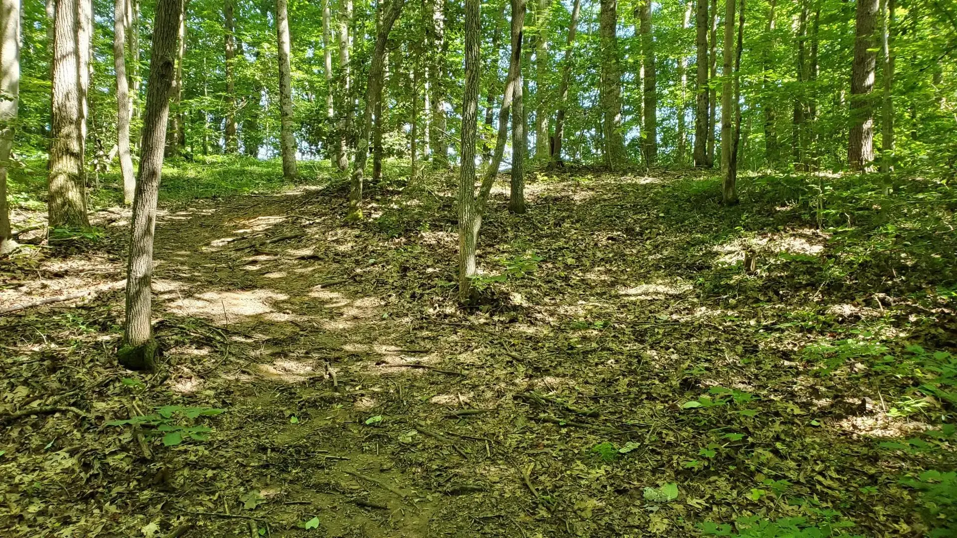 A sunlit dirt path winds uphill through a dense green forest with dappled light.