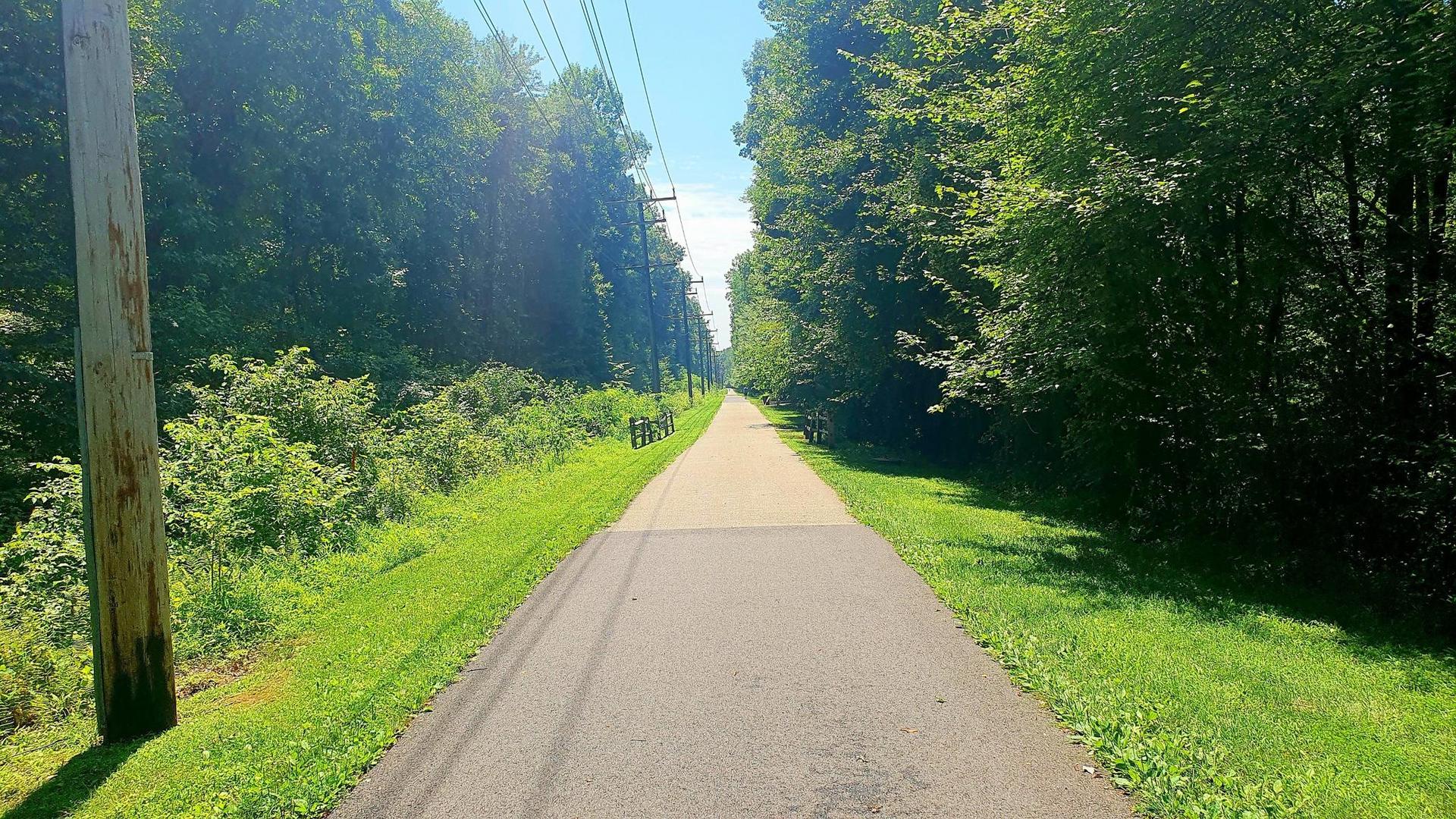 Straight paved path through a sunny, dense green forest with utility poles.
