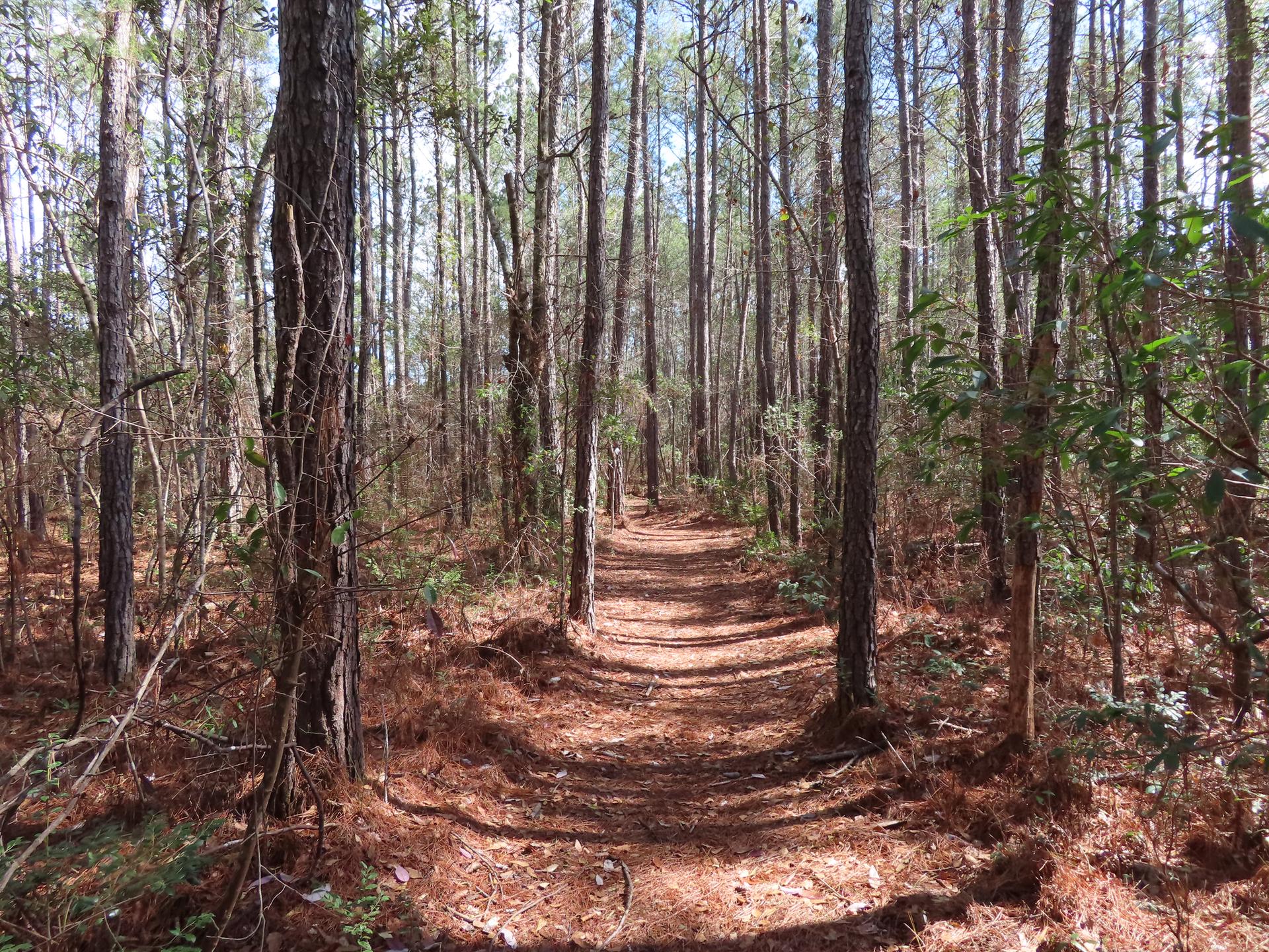 A narrow dirt path winds through a sunlit pine forest.