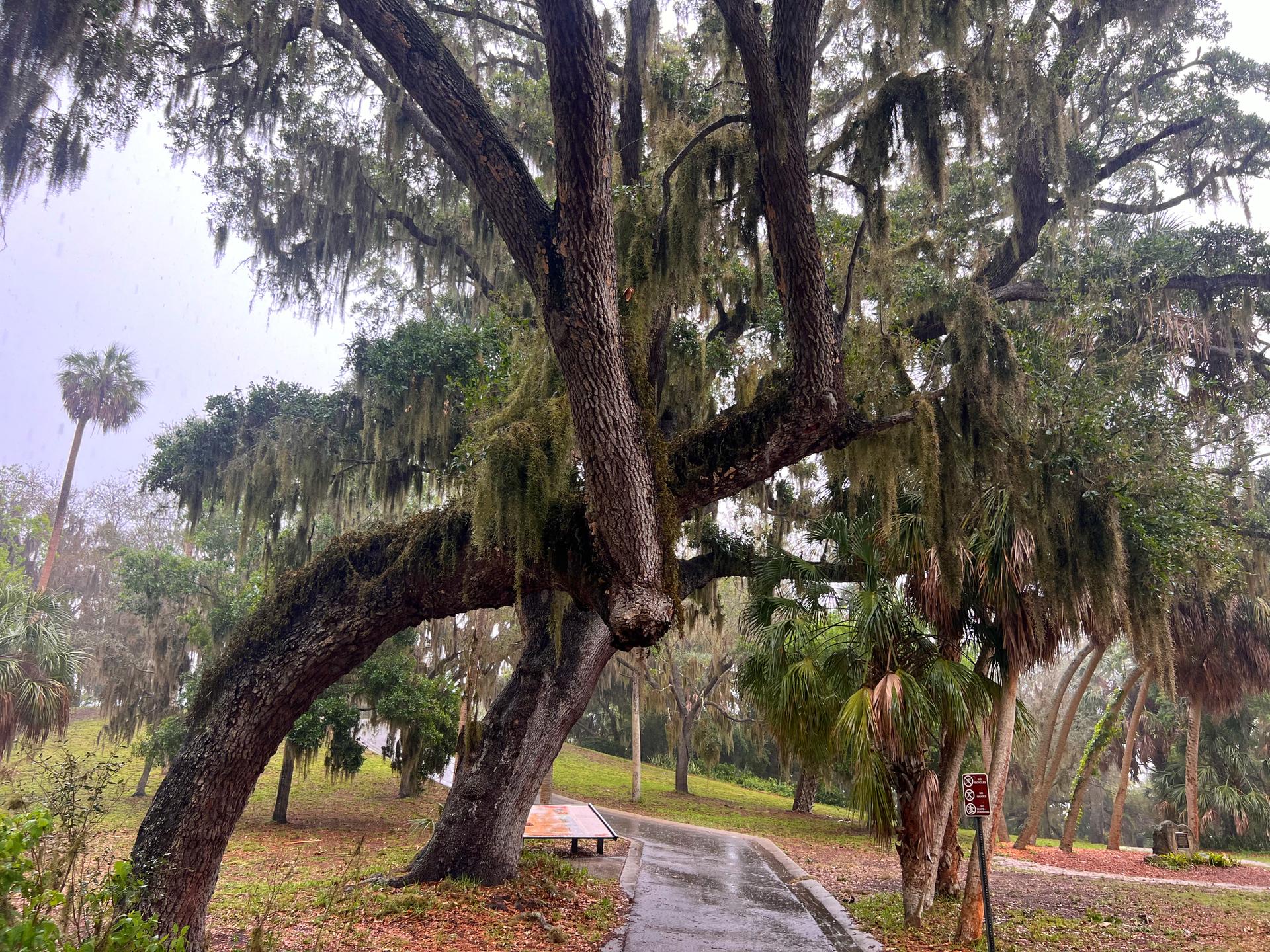 Large tree with Spanish moss next to a wet paved path on an overcast day.