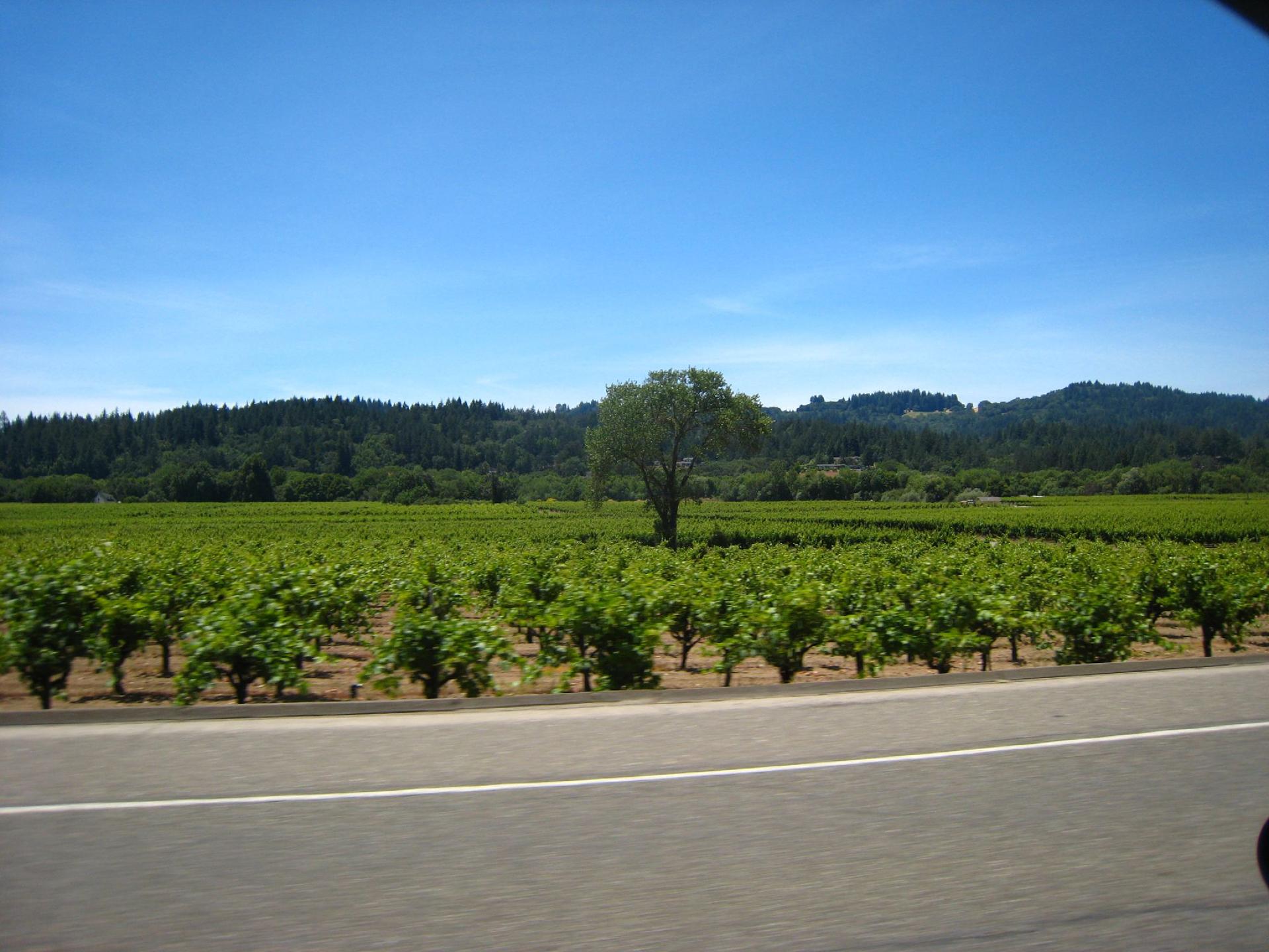 Vast green vineyard fields with a single tree under a bright blue sky.