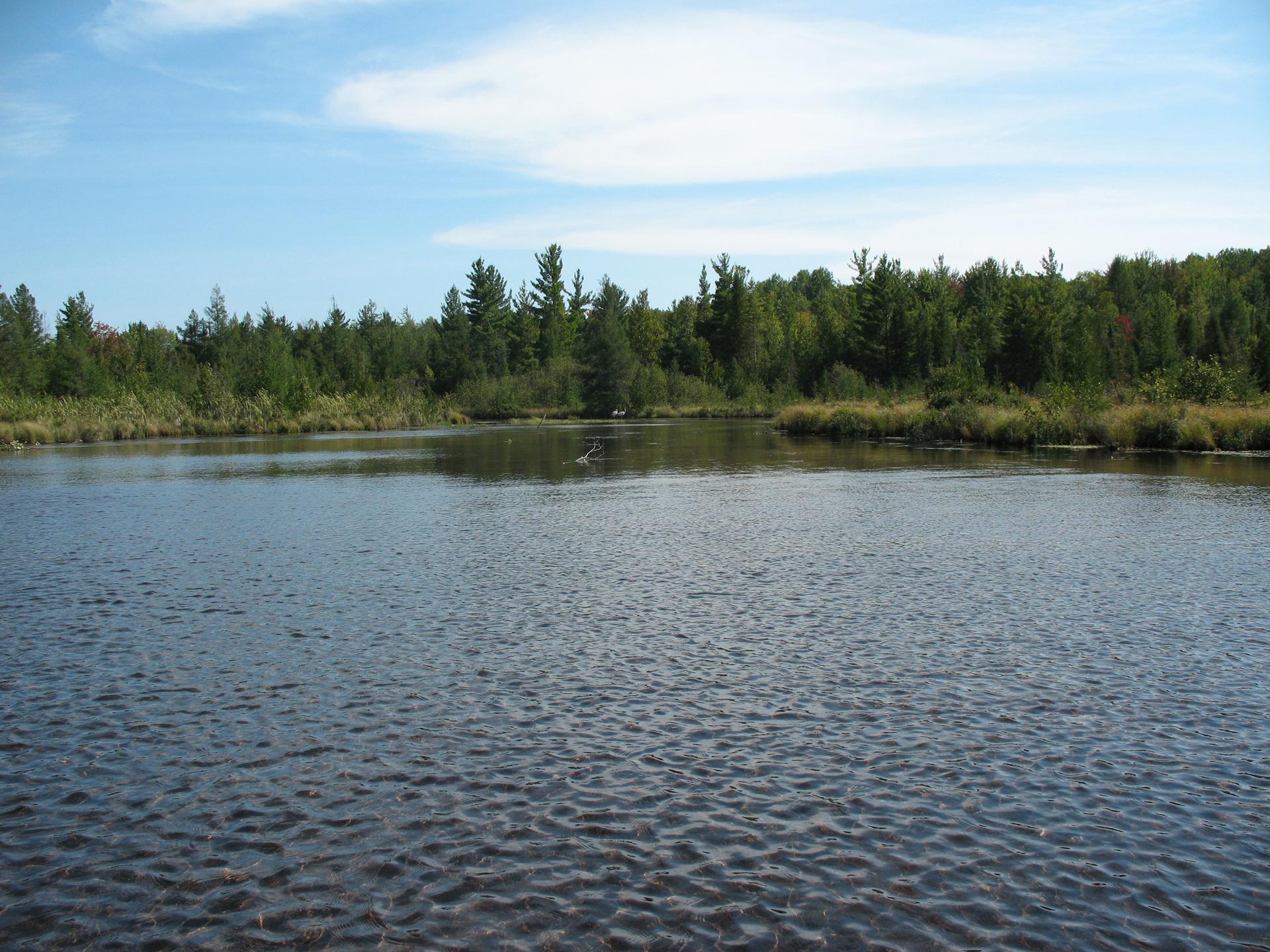 Calm water with ripples, bordered by dense green forest under a bright blue sky.