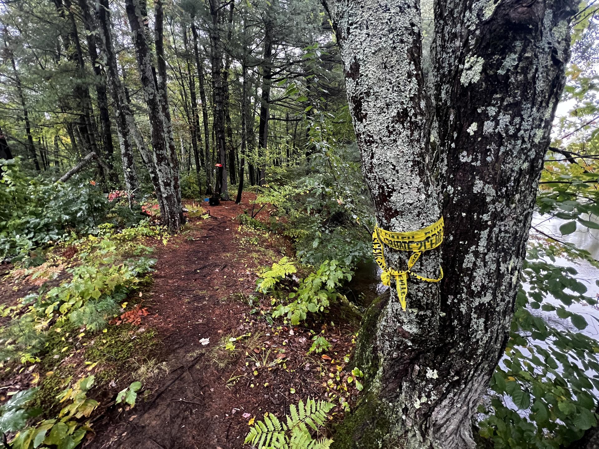 Overcast forest path with caution tape on a tree overlooking water.