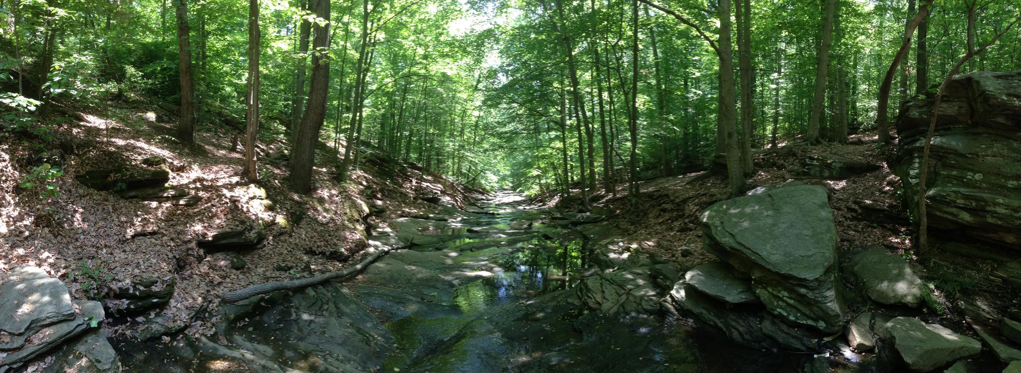 A sunlit stream flows through a dense green forest with rocky banks.