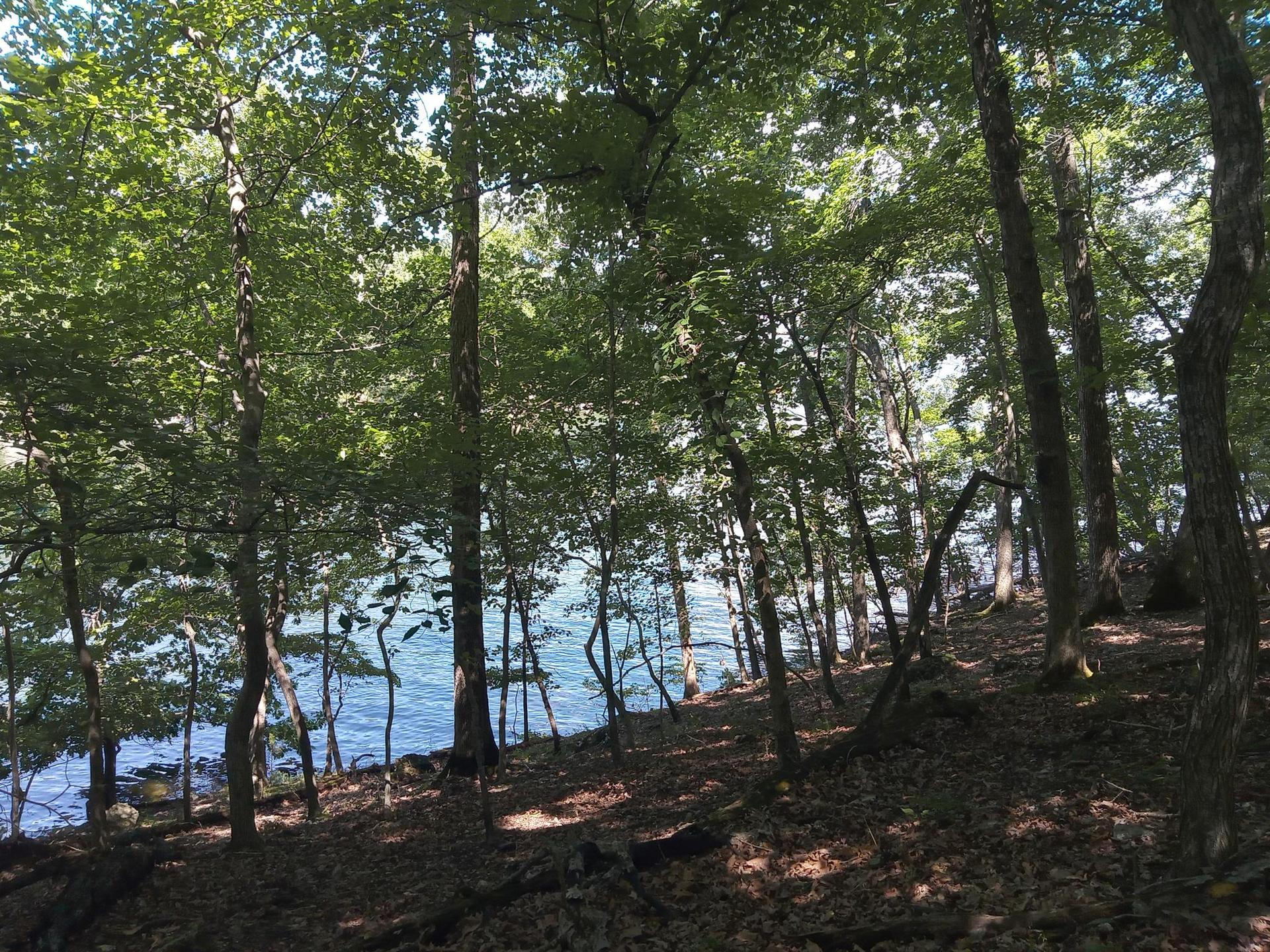 Dappled sunlight illuminates a dense forest overlooking a calm body of water.
