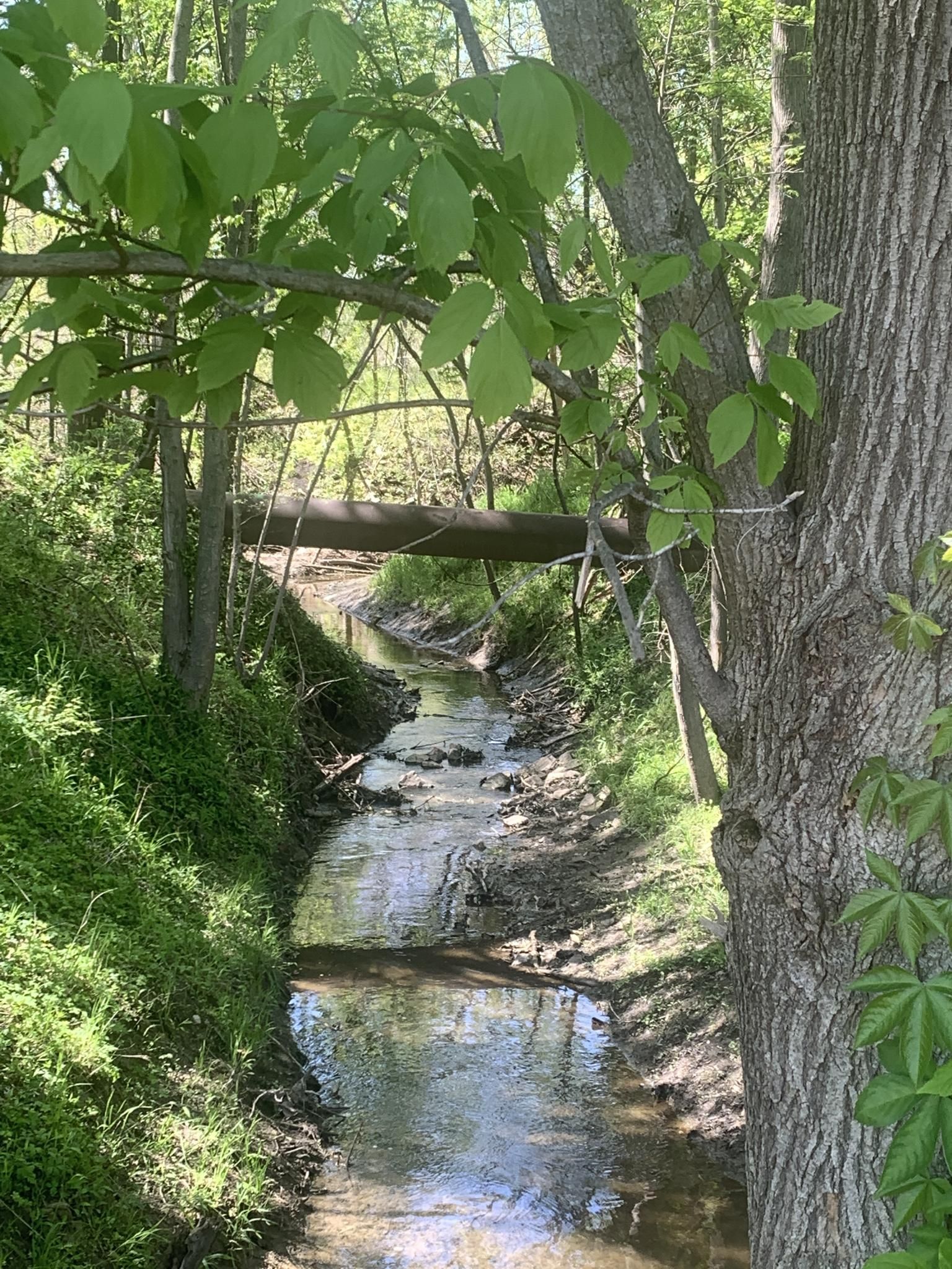 A narrow, sunlit stream flows through a lush green forest with a log bridge. - Watershed Nature Center Loop Trail
