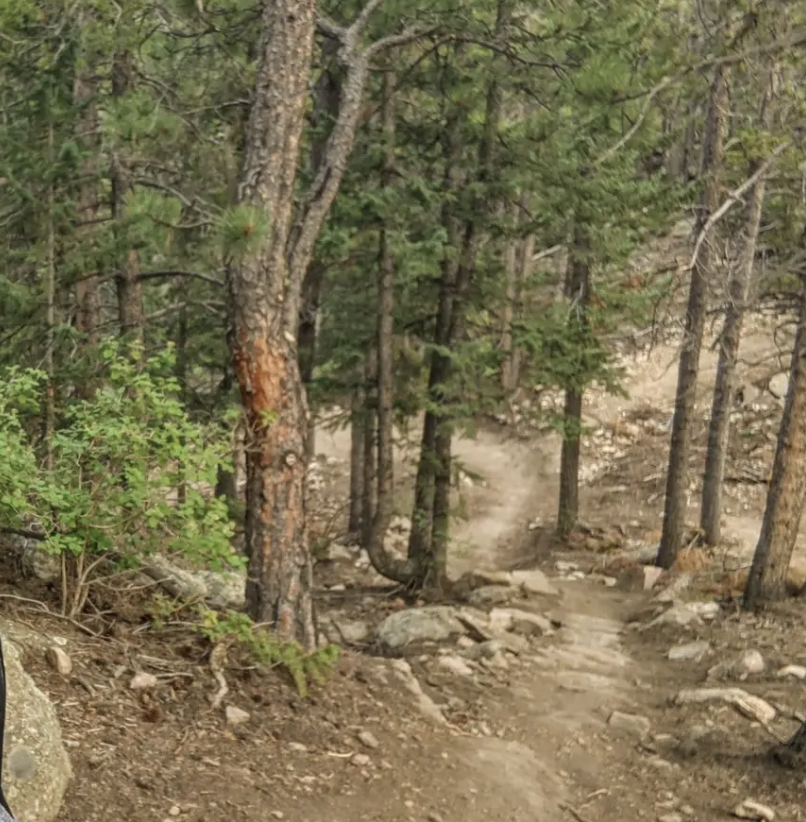 A winding dirt path descends through a dense pine forest on an overcast day.