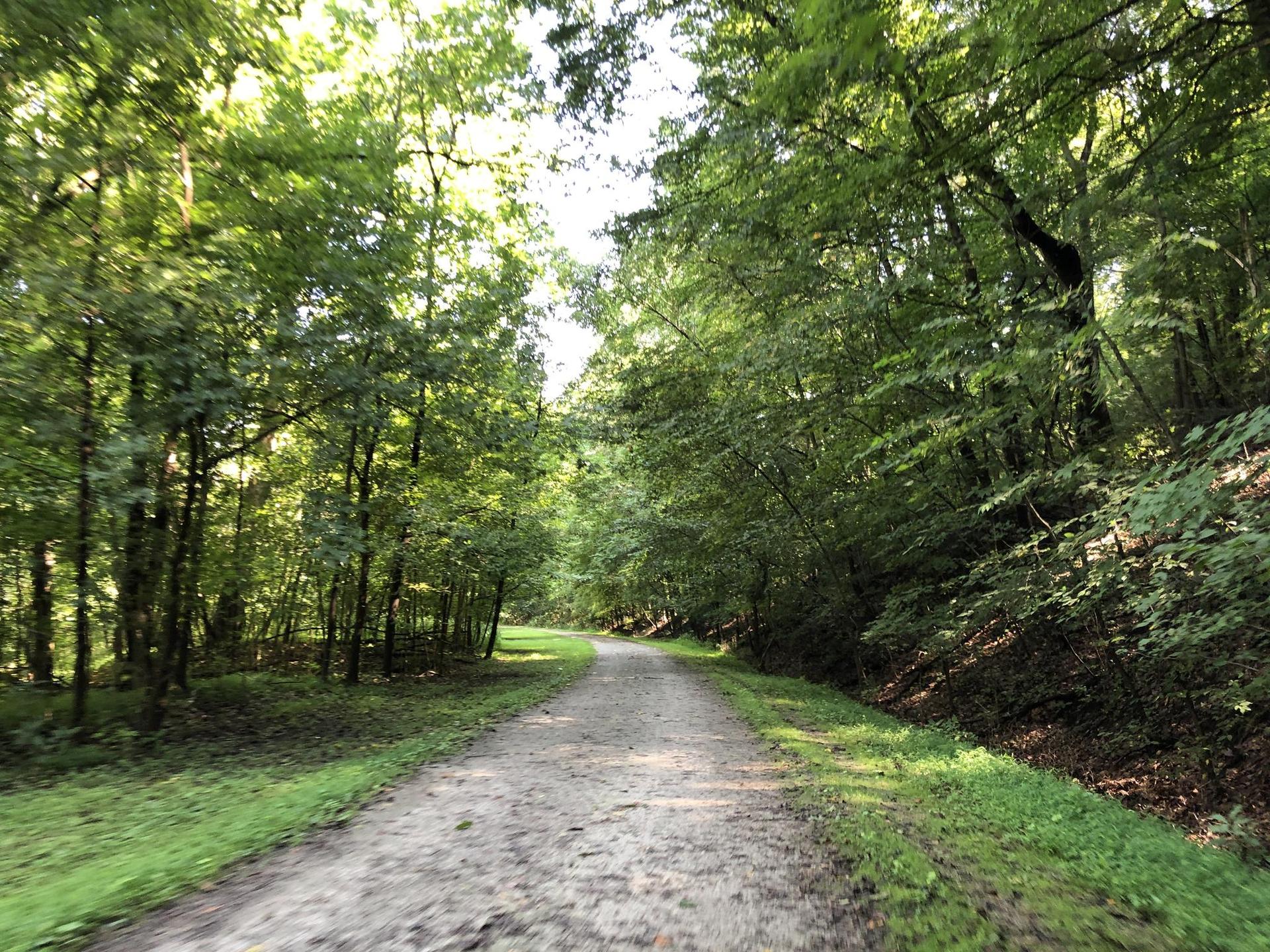 A dirt path leads into a sun-dappled, lush green forest.