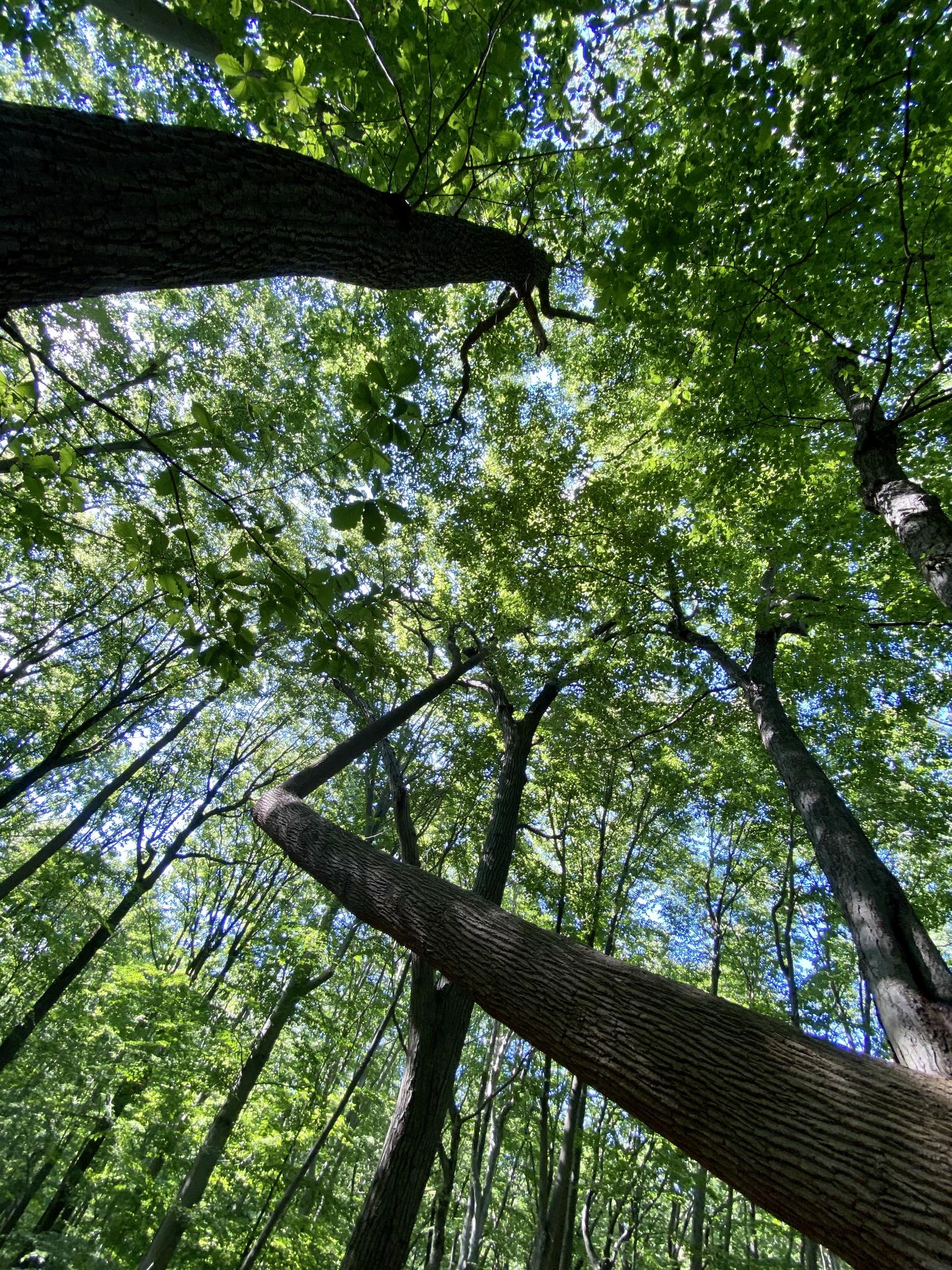 Looking up at tall trees with bright green leaves and dappled sunlight.