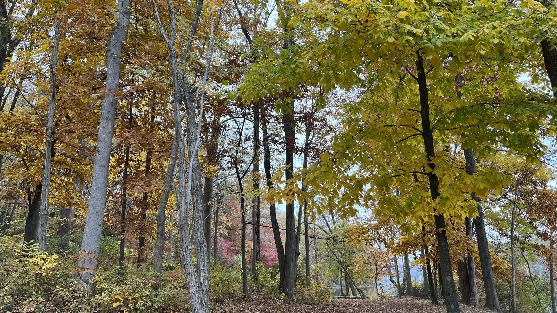 A vibrant autumn forest with trees displaying yellow, orange, and red leaves.