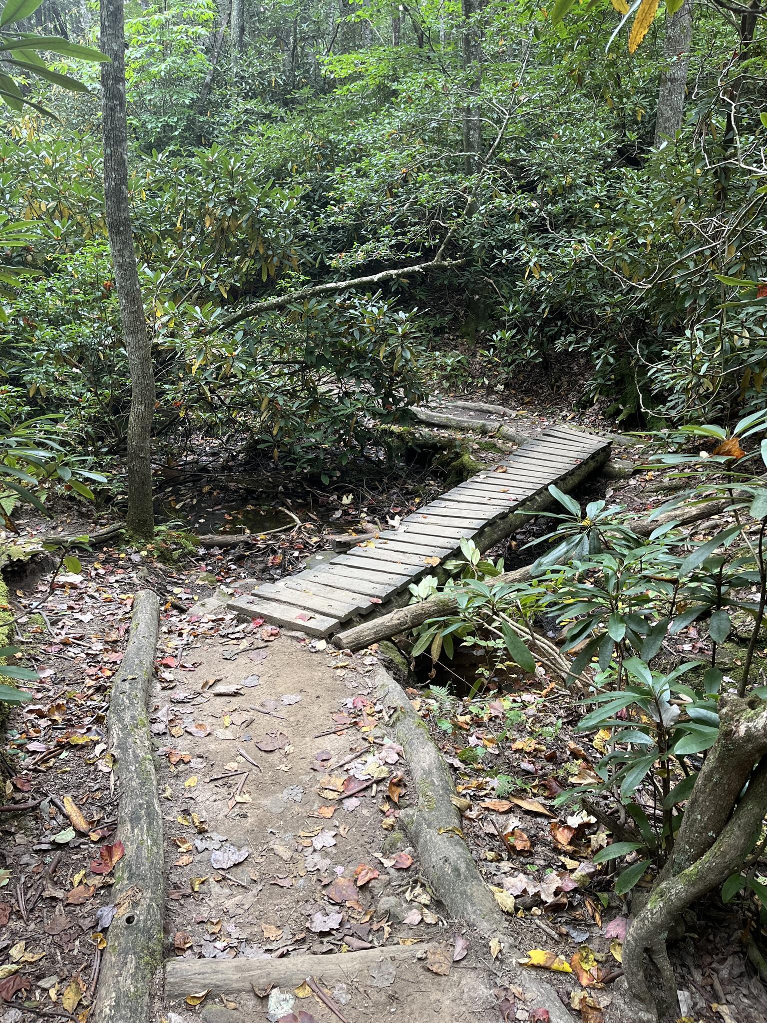 A wooden footbridge crosses a small gully on a forest path.