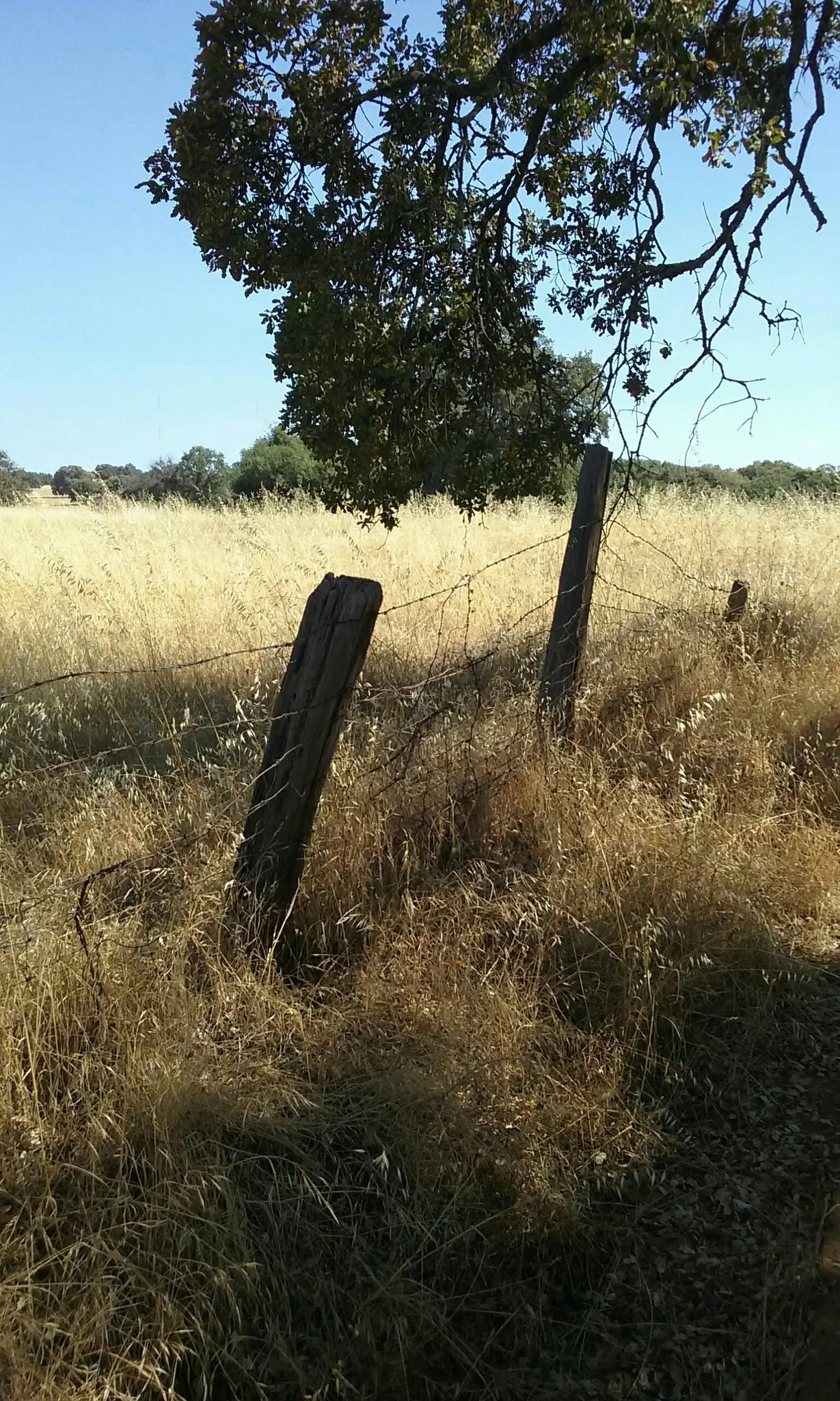 Sunny field with dry golden grass, old fence posts, and tree branches.