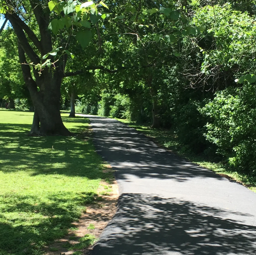 Shaded paved path winding through lush green trees on a sunny day.