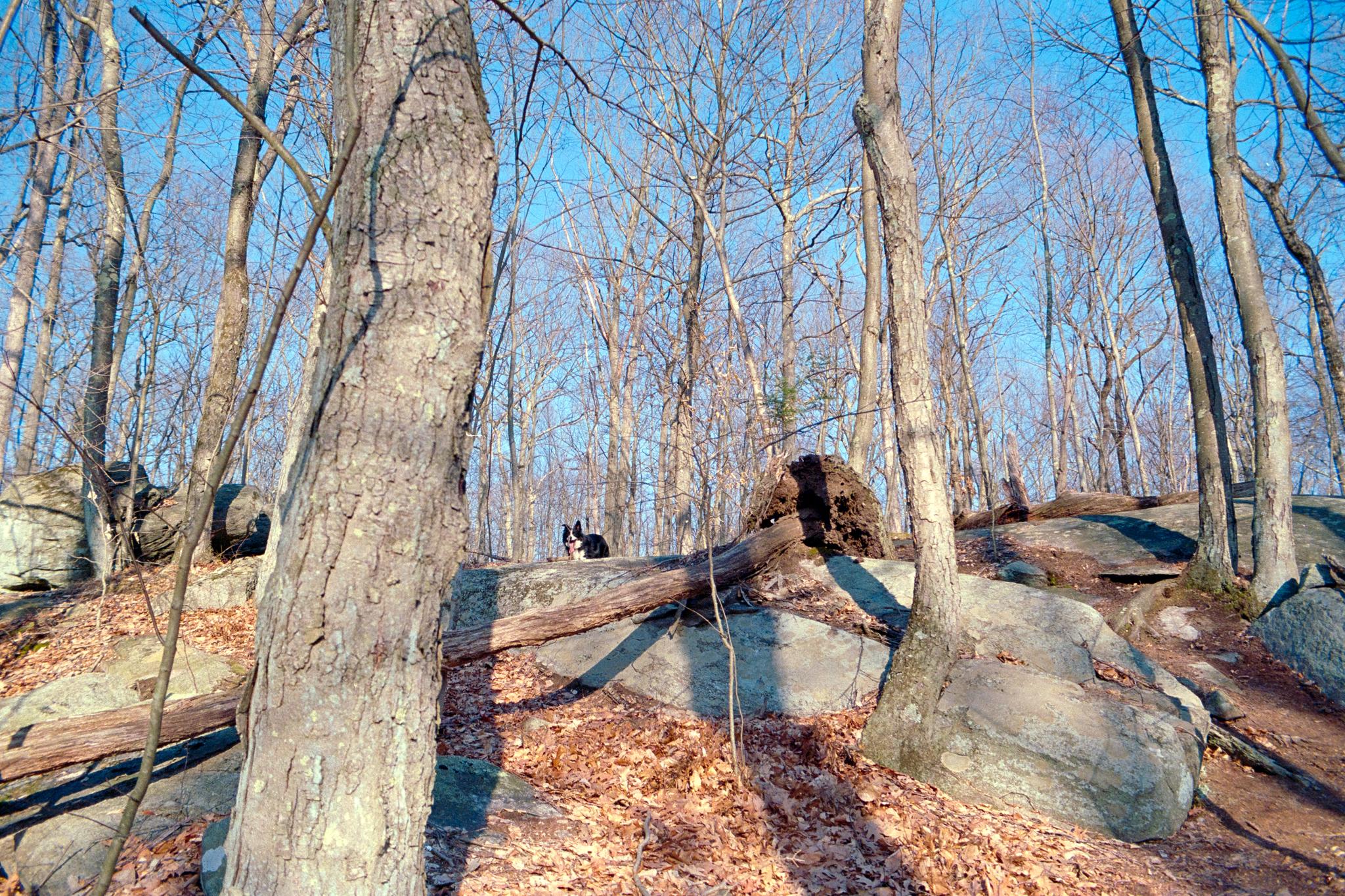 A black and white dog on a rock in a sunlit, leafless forest.