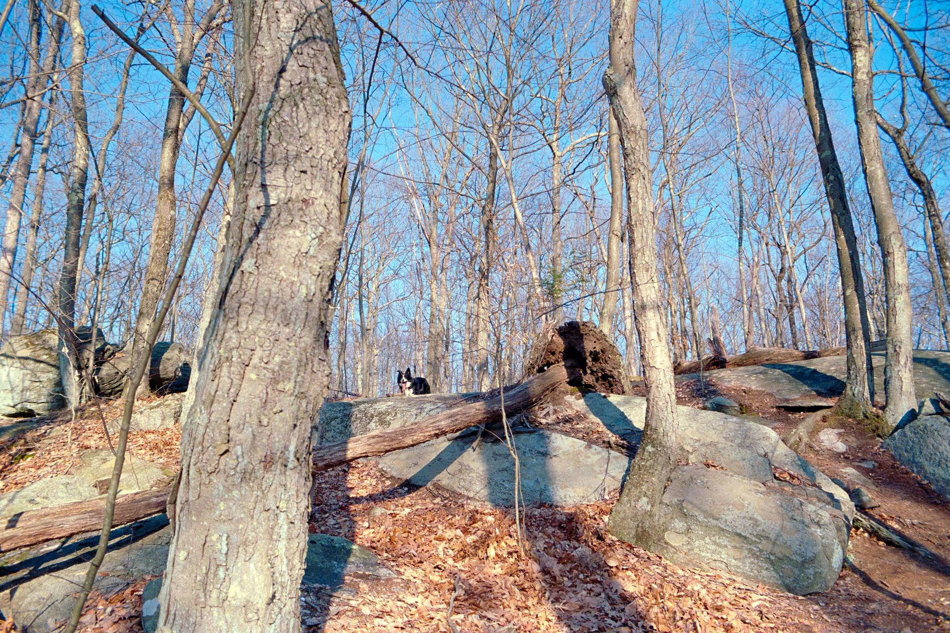 A black and white dog on a rock in a sunlit, leafless forest.