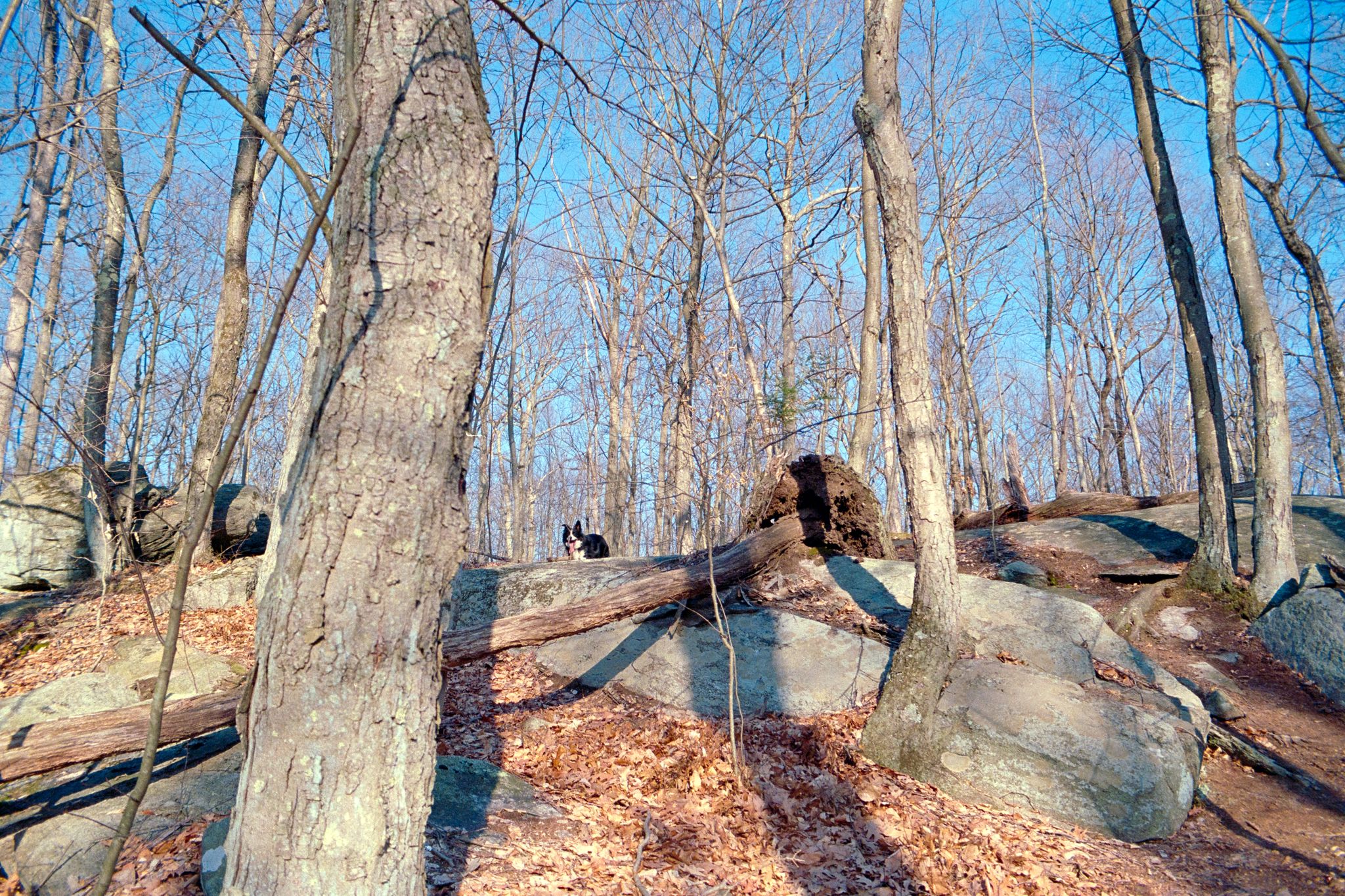 A black and white dog on a rock in a sunlit, leafless forest. - Quillinan Reservoir Block loop