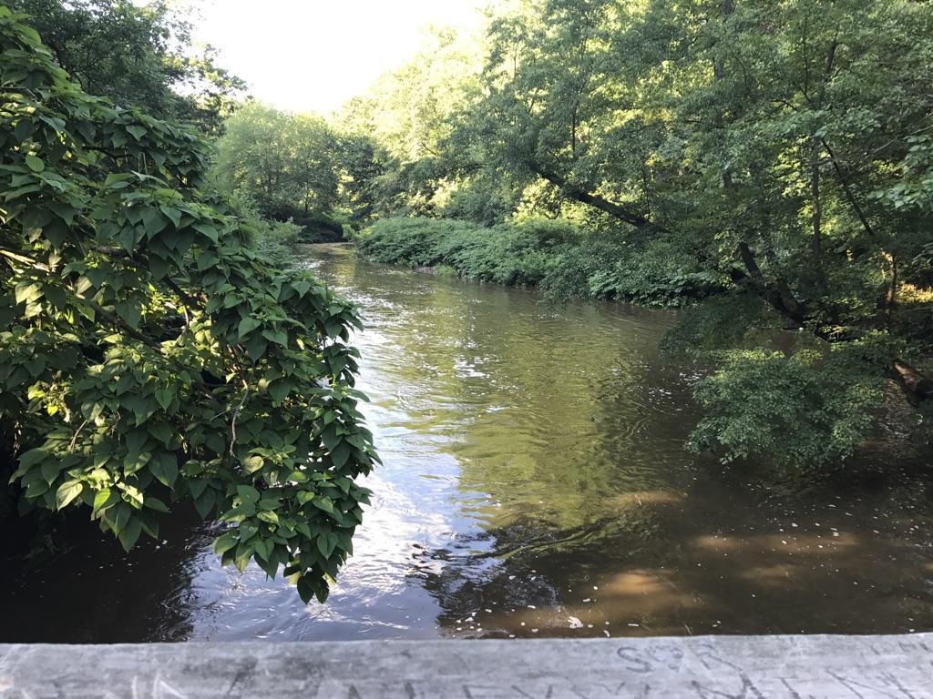 A winding river flows through a lush, green, sunlit forest.