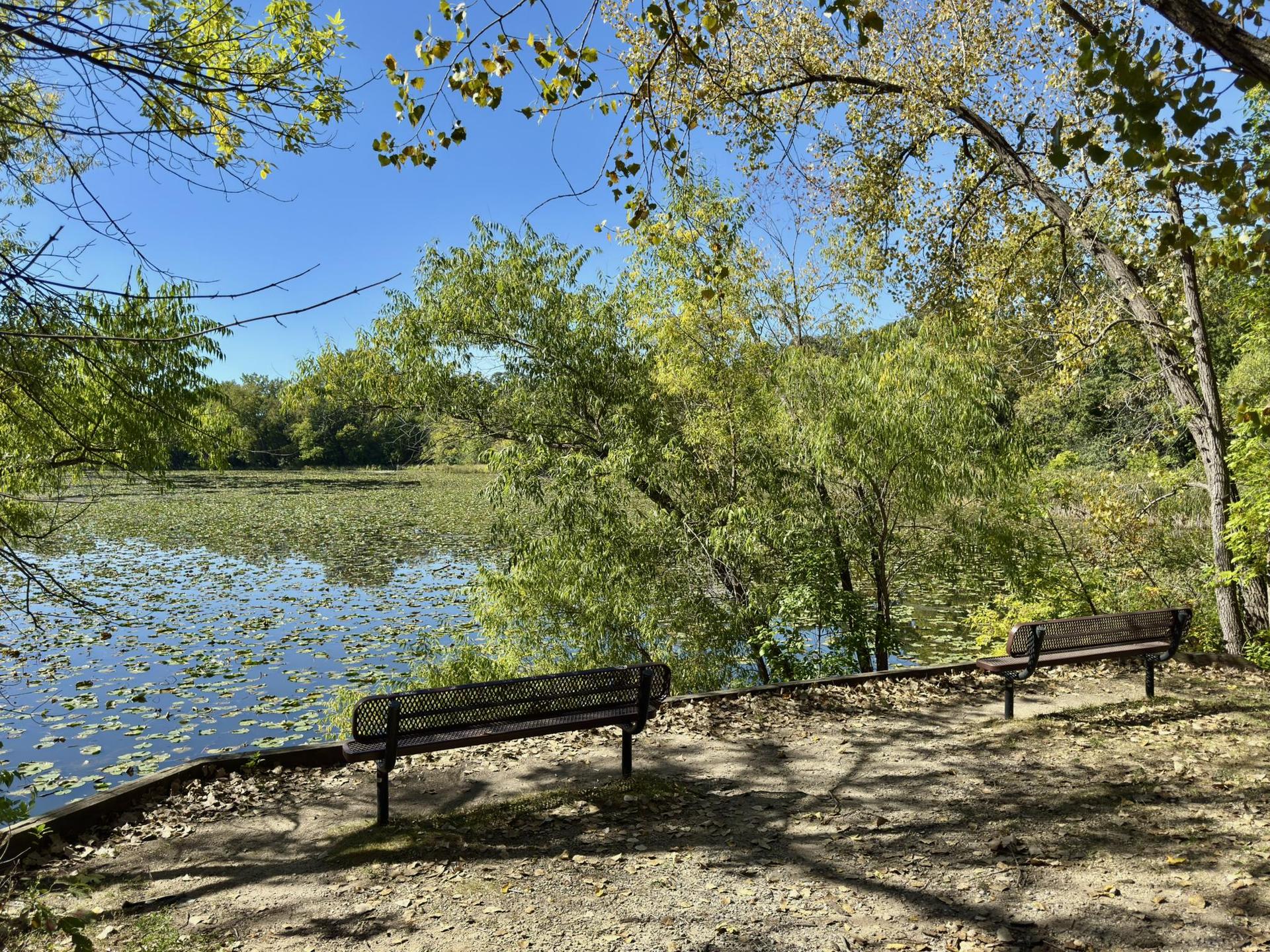 Two empty park benches overlook a sunny lake with lily pads and green trees.
