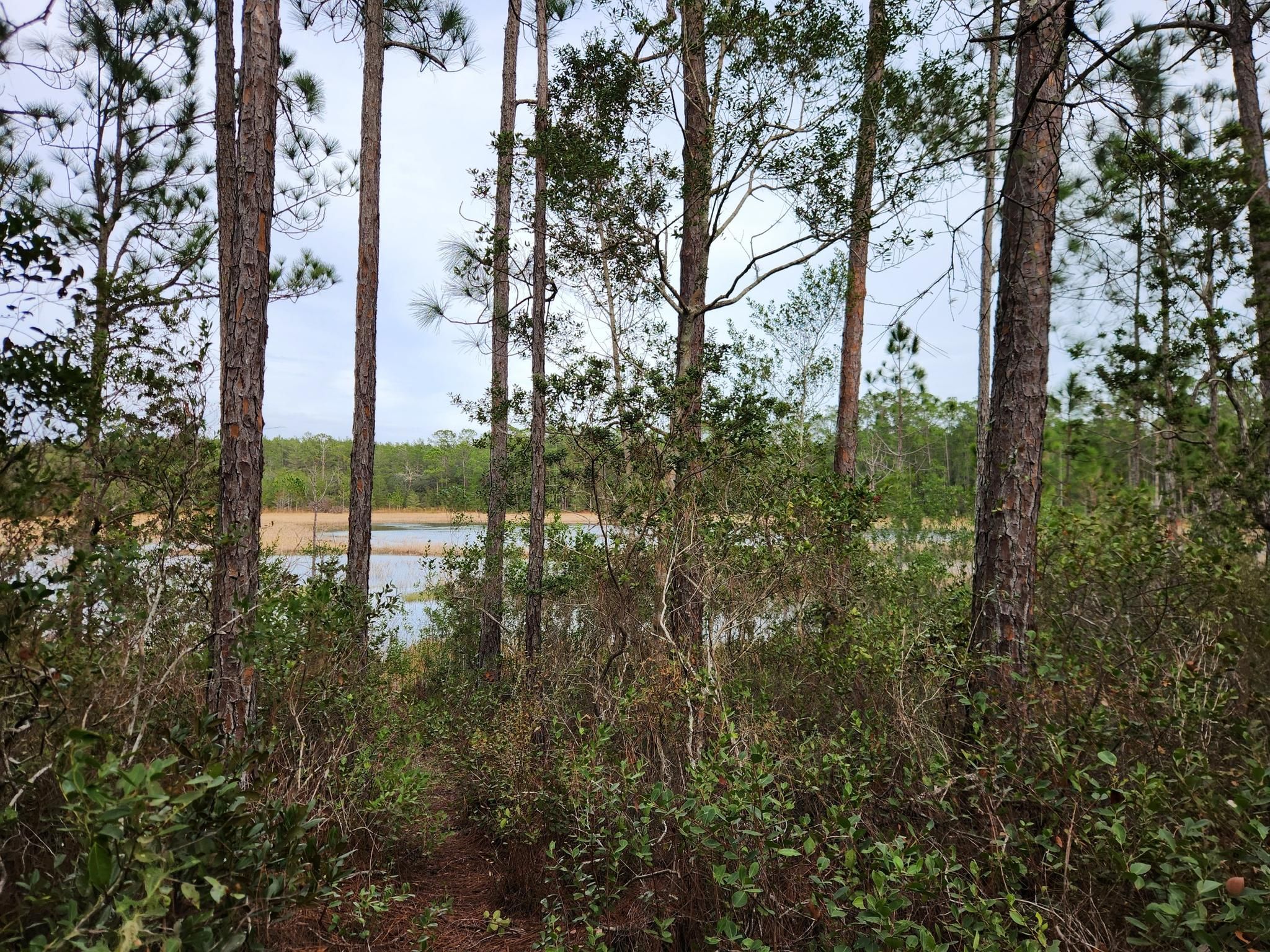 Calm lake visible through a dense stand of pine trees and undergrowth. - Buck Lake Loop
