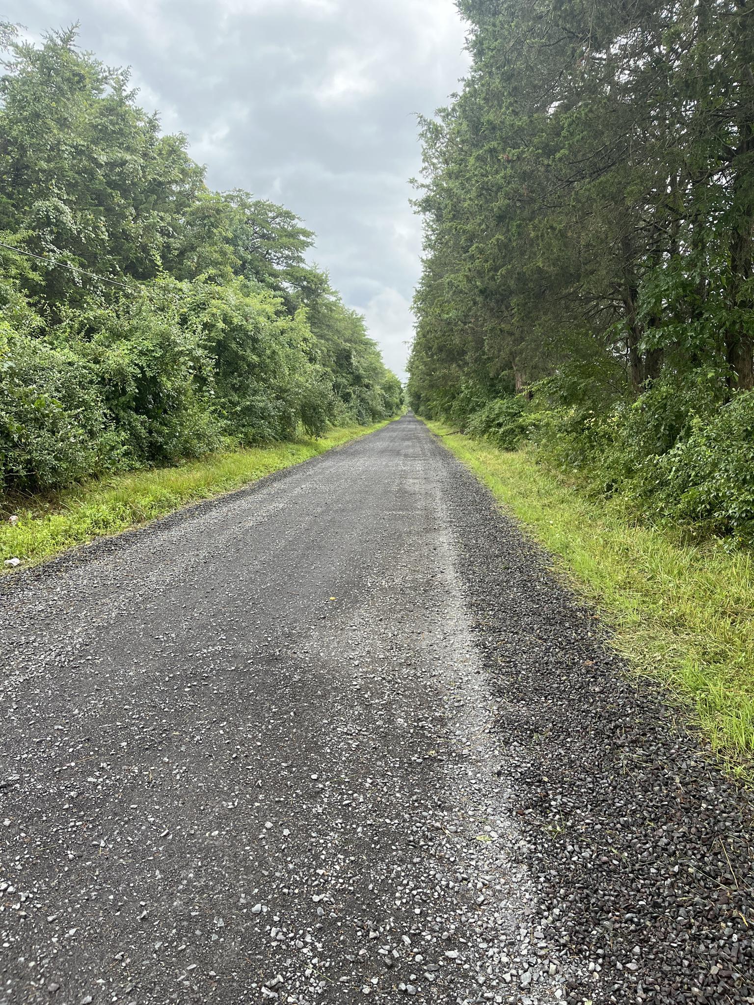 Gravel road flanked by tall green trees on a cloudy day.