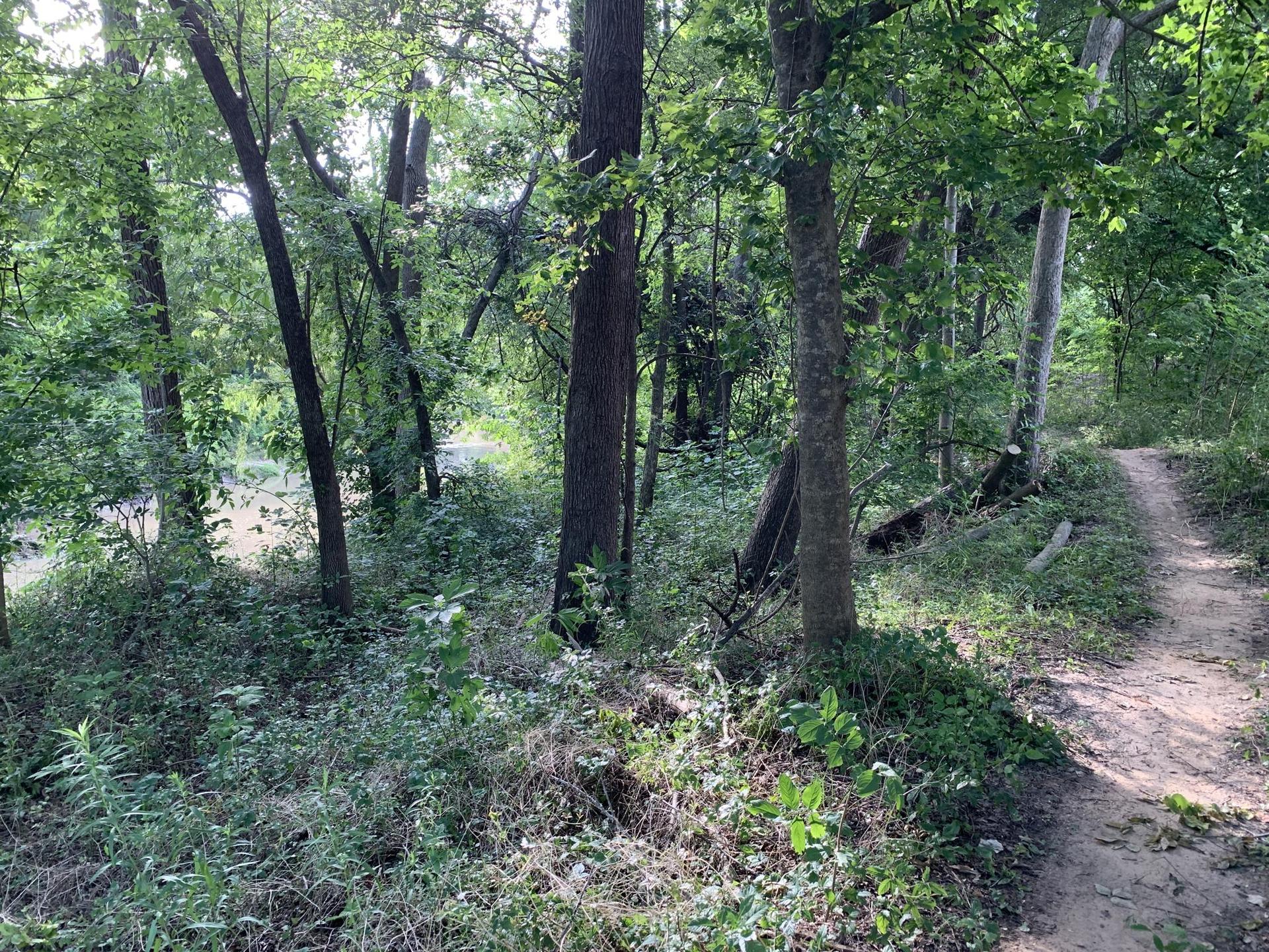 Sunlit dirt path winding through a lush green forest.