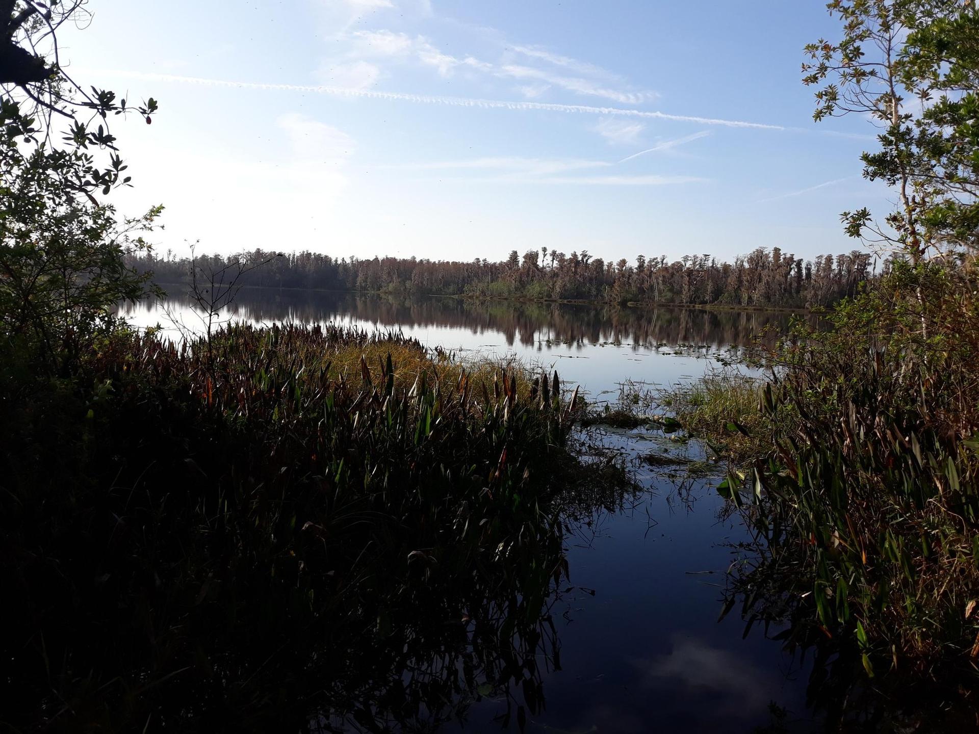 Calm lake surrounded by dark marsh plants and distant trees under a bright sky.