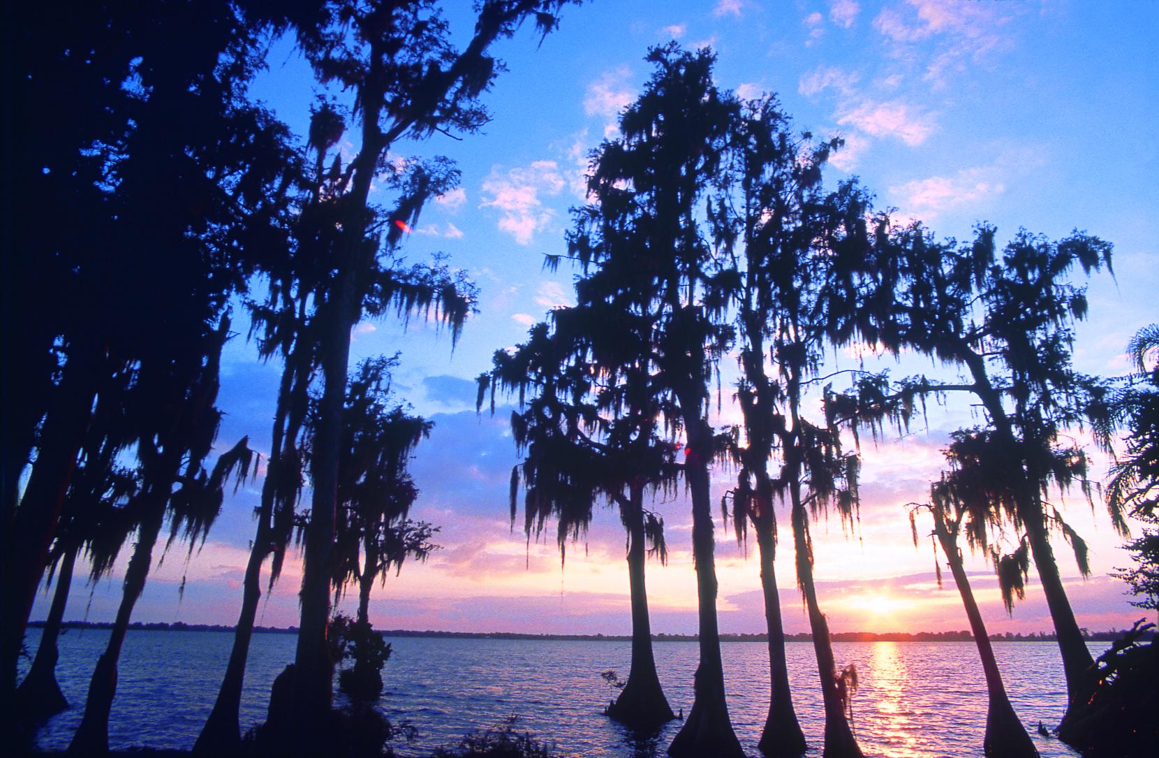 Silhouetted trees stand in water against a vibrant pink and blue sunset sky.