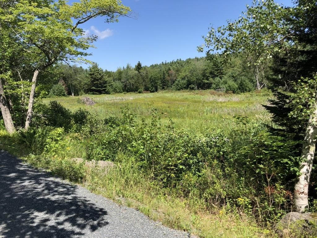 Sunny, expansive green field bordered by dense forest under a clear blue sky. - Breakneck Road Trail