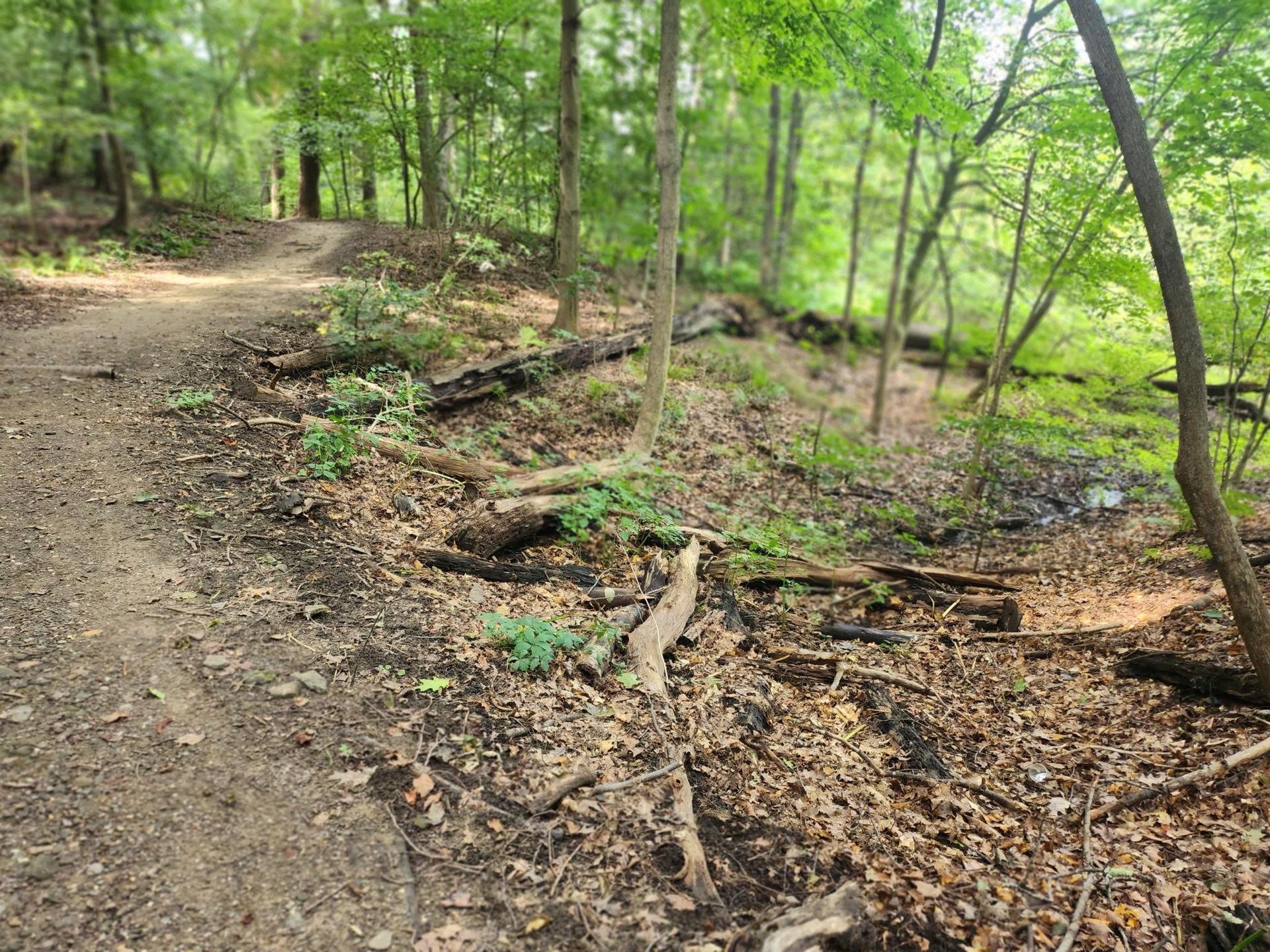 A dirt path winds uphill through a sunlit forest with fallen logs.