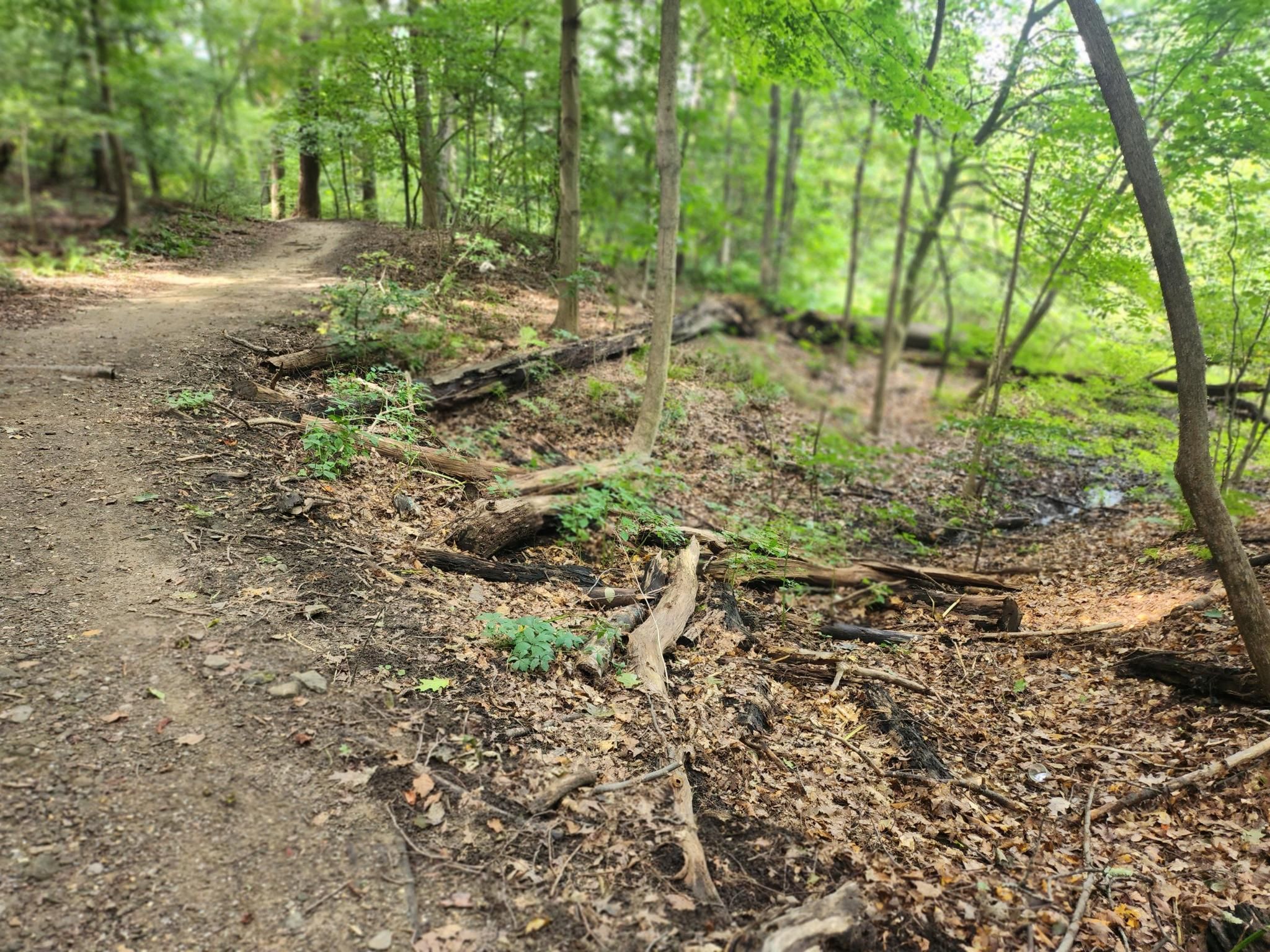 A dirt path winds uphill through a sunlit forest with fallen logs. - Sand Run & Cascade Valley Metro Parks loop