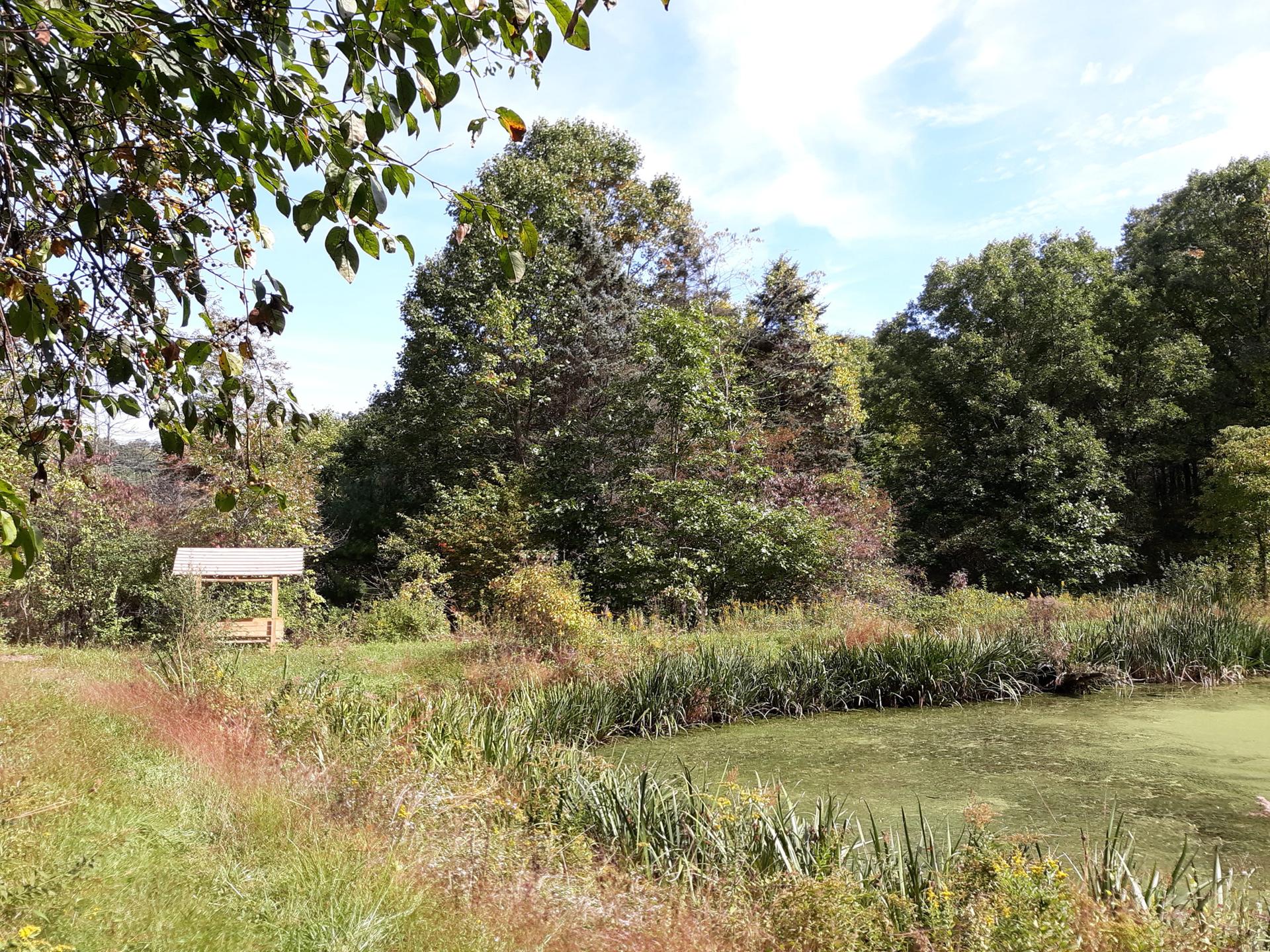 Wooden shelter beside an algae-covered pond and dense green foliage on a sunny day.