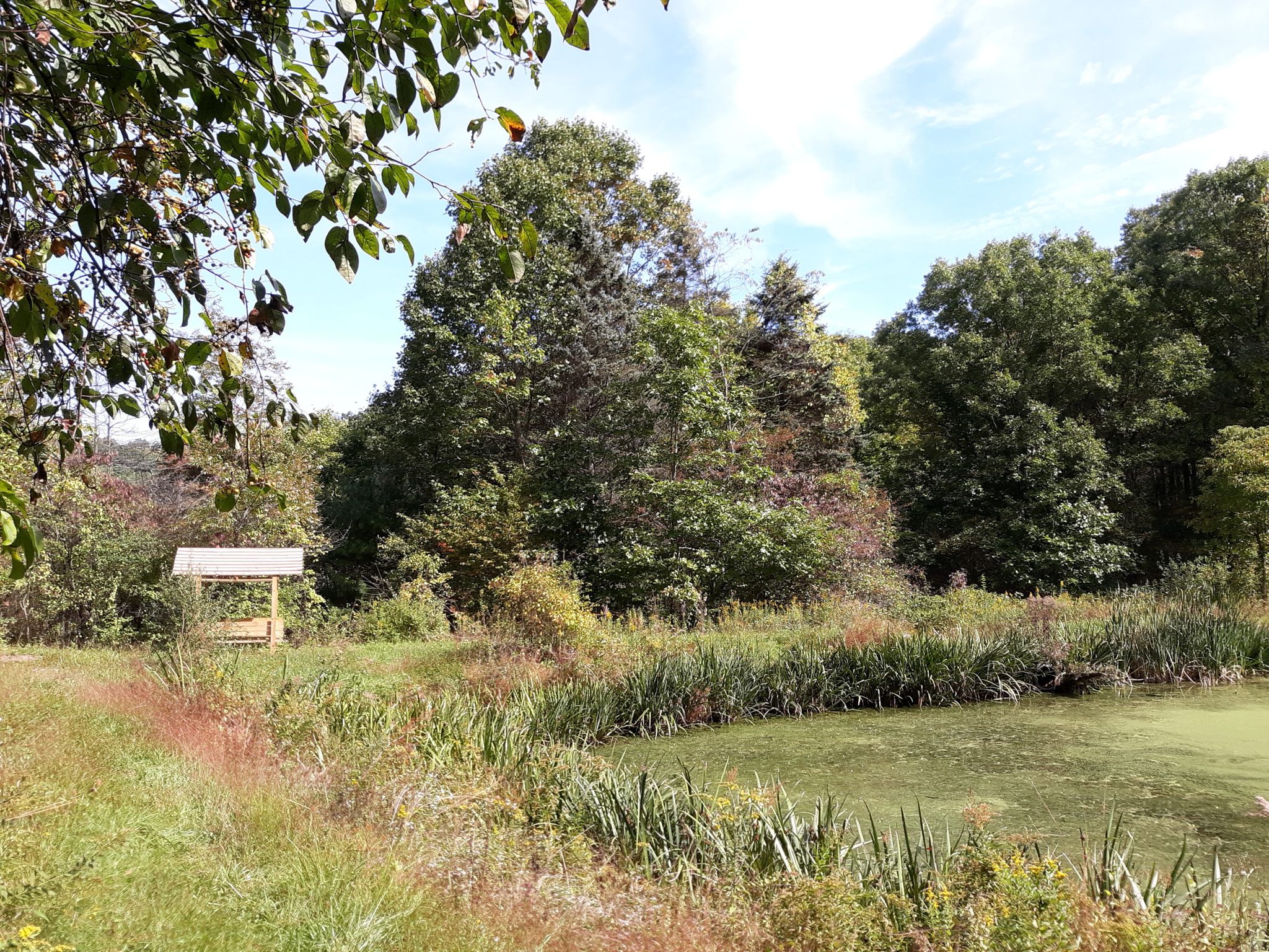 Wooden shelter beside an algae-covered pond and dense green foliage on a sunny day. - Trout Run Conservation Area – McCaslin Road loop from Robinson Township