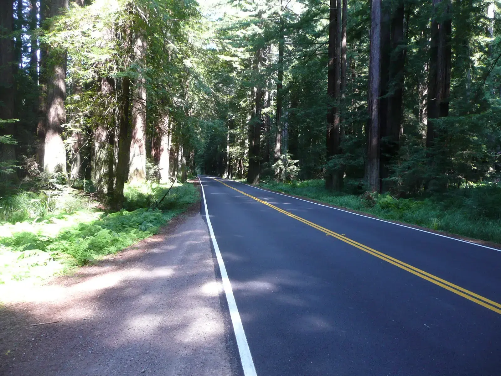 Paved road winding through a dense forest with tall trees, dappled sunlight.