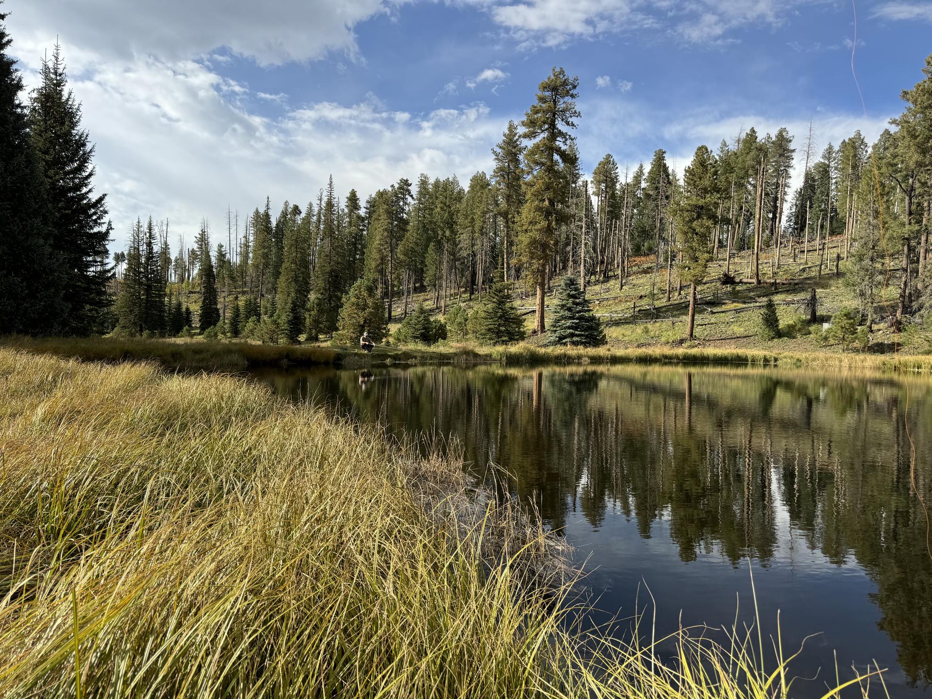 Tall grass frames a calm pond reflecting a pine forest under a cloudy sky.