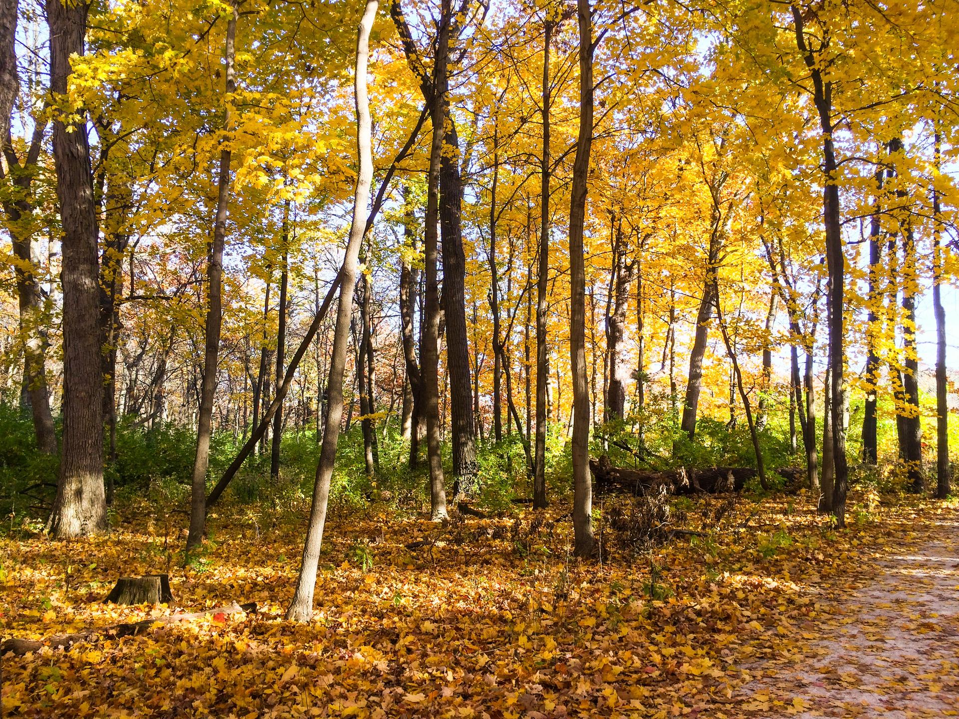 Vibrant yellow autumn leaves cover a forest floor and tall trees.