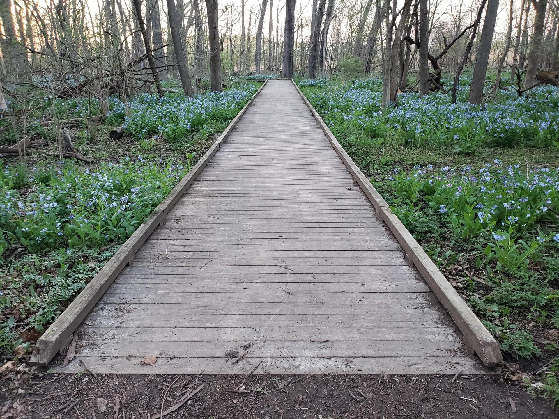Long wooden boardwalk extending into a forest with blue flowers on both sides.